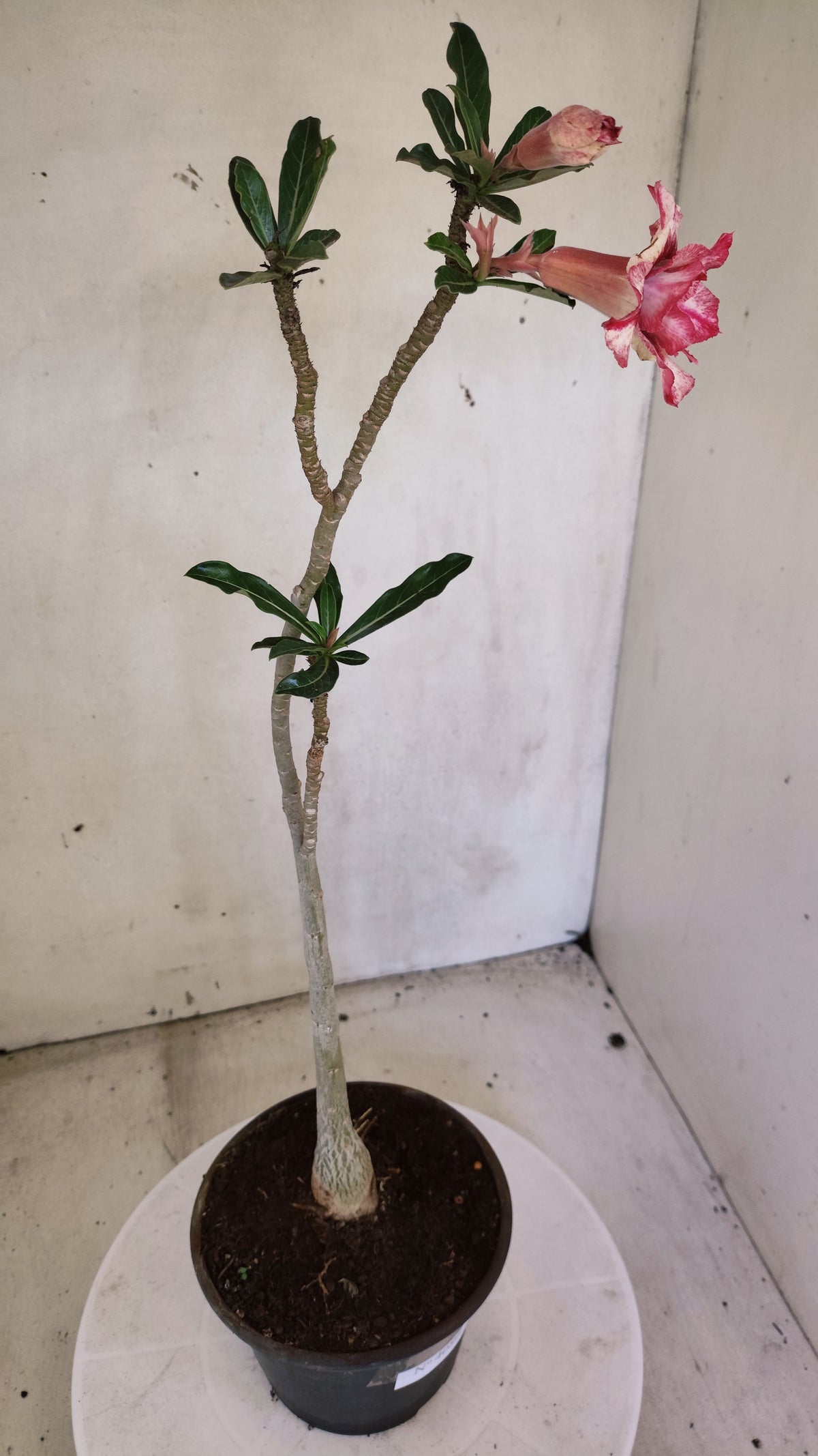 Planta Dobrada 4080 –  30cm – 02 anos - Vaso 15