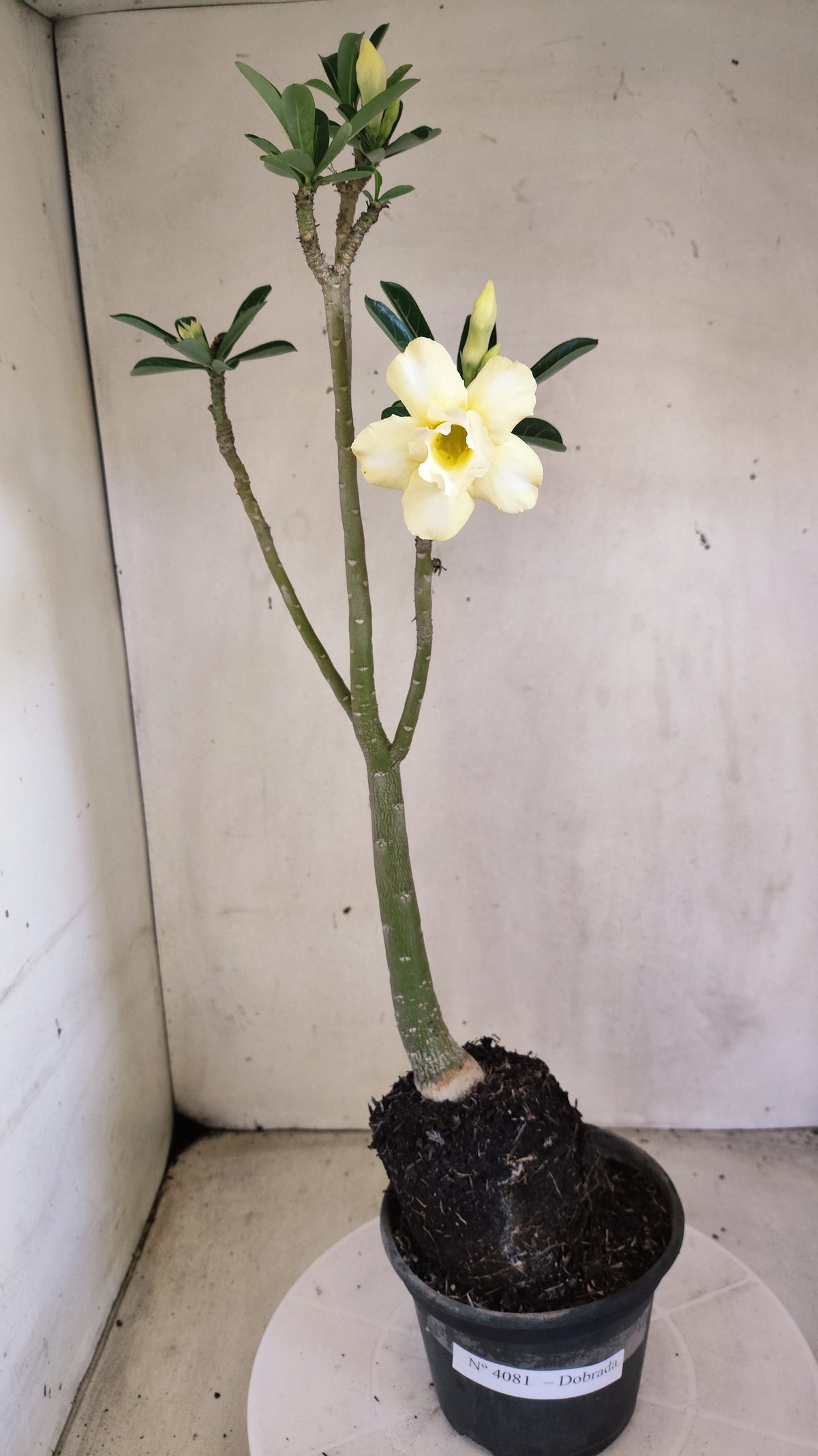 Planta Dobrada 4081 –  35cm – 03 anos - Vaso 15