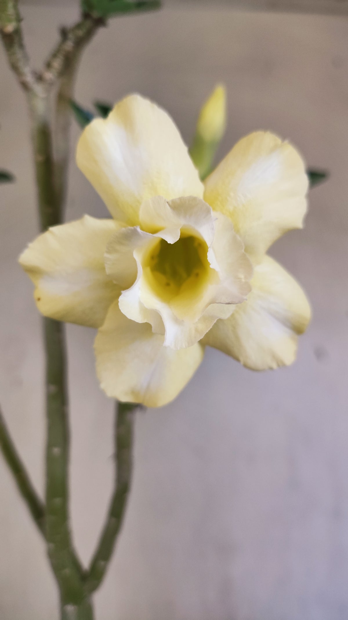 Planta Dobrada 4081 –  35cm – 03 anos - Vaso 15