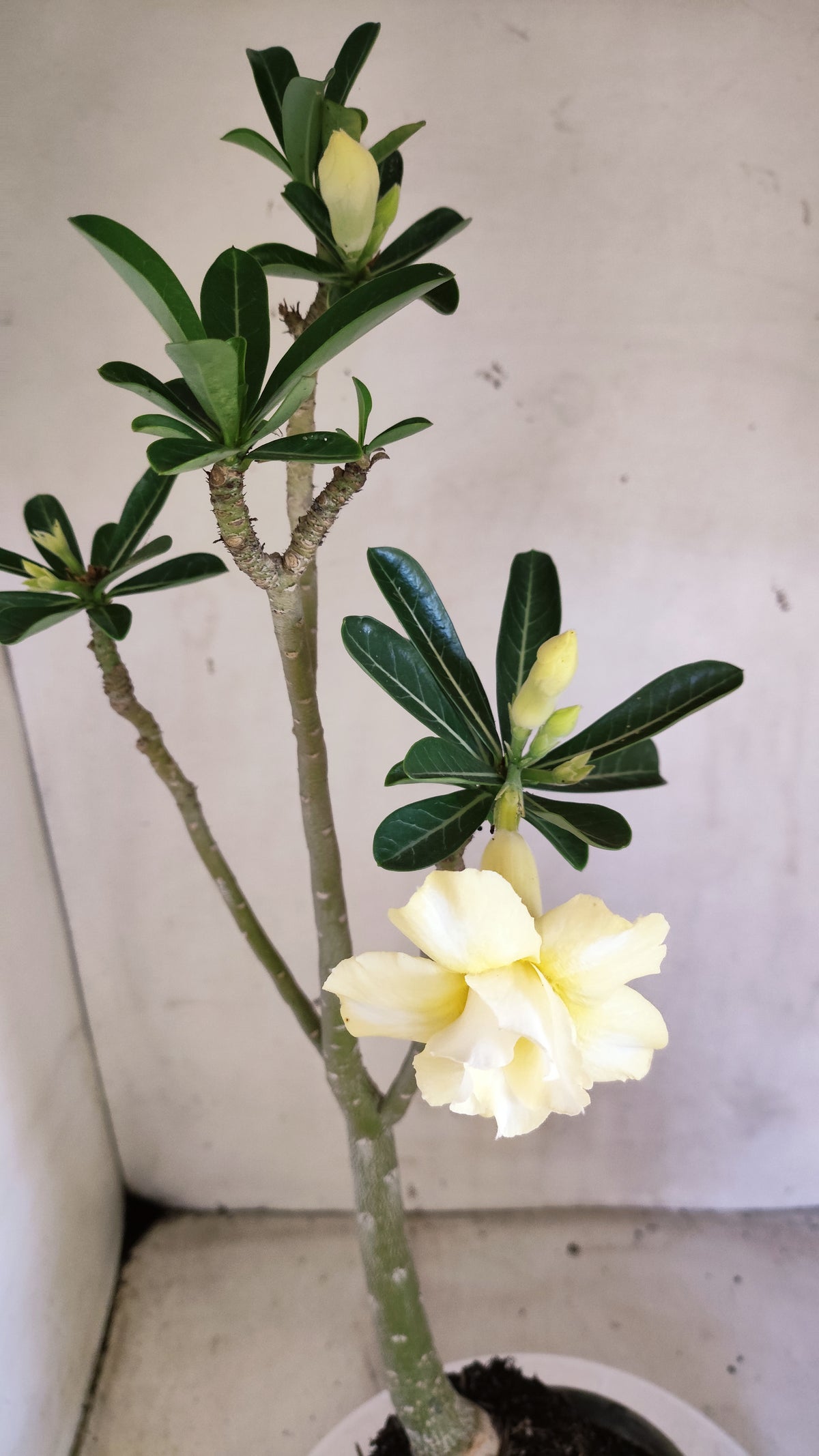 Planta Dobrada 4081 –  35cm – 03 anos - Vaso 15
