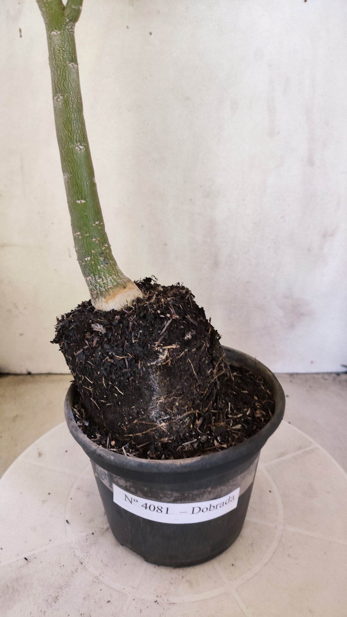 Planta Dobrada 4081 –  35cm – 03 anos - Vaso 15