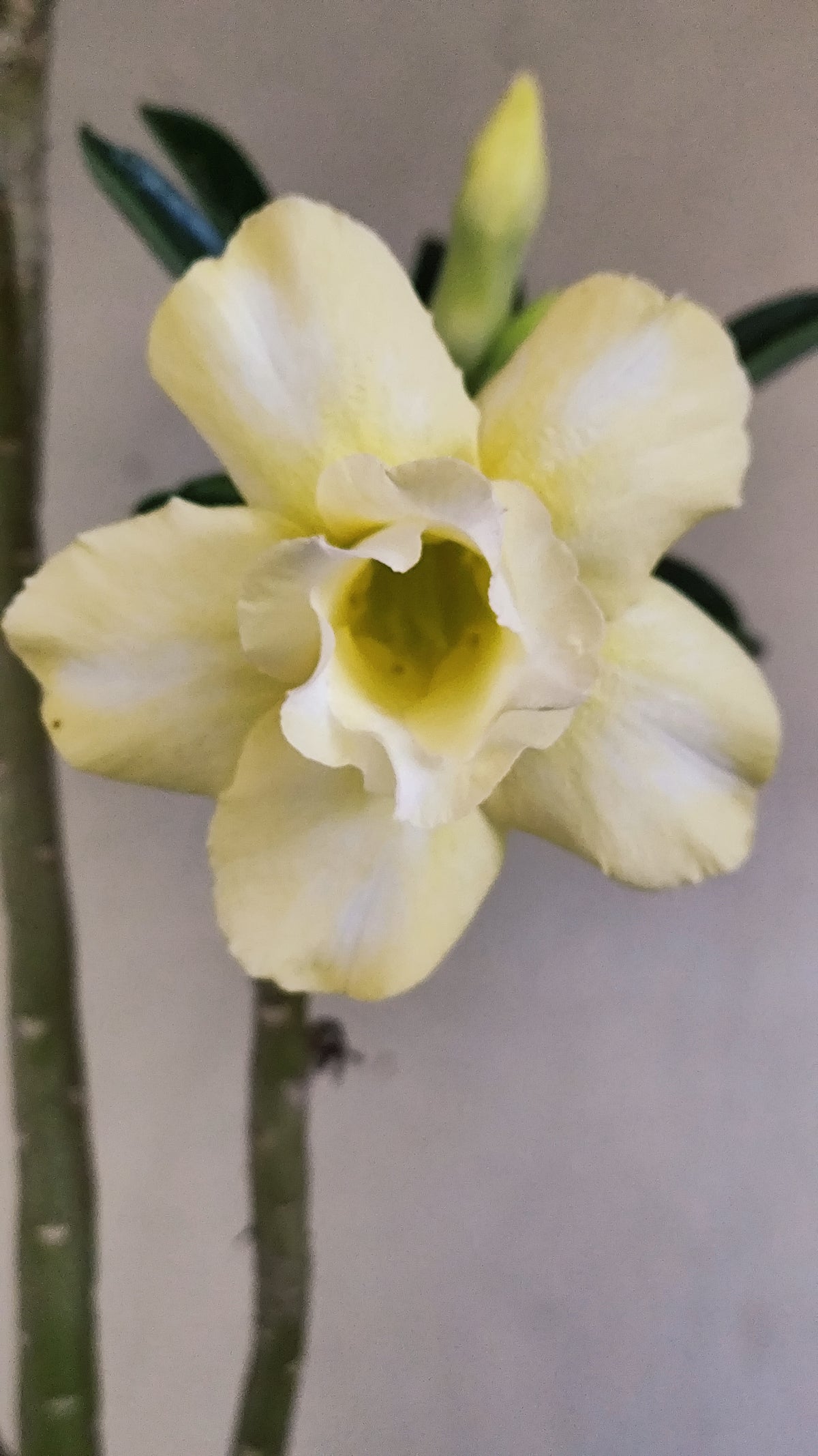 Planta Dobrada 4081 –  35cm – 03 anos - Vaso 15