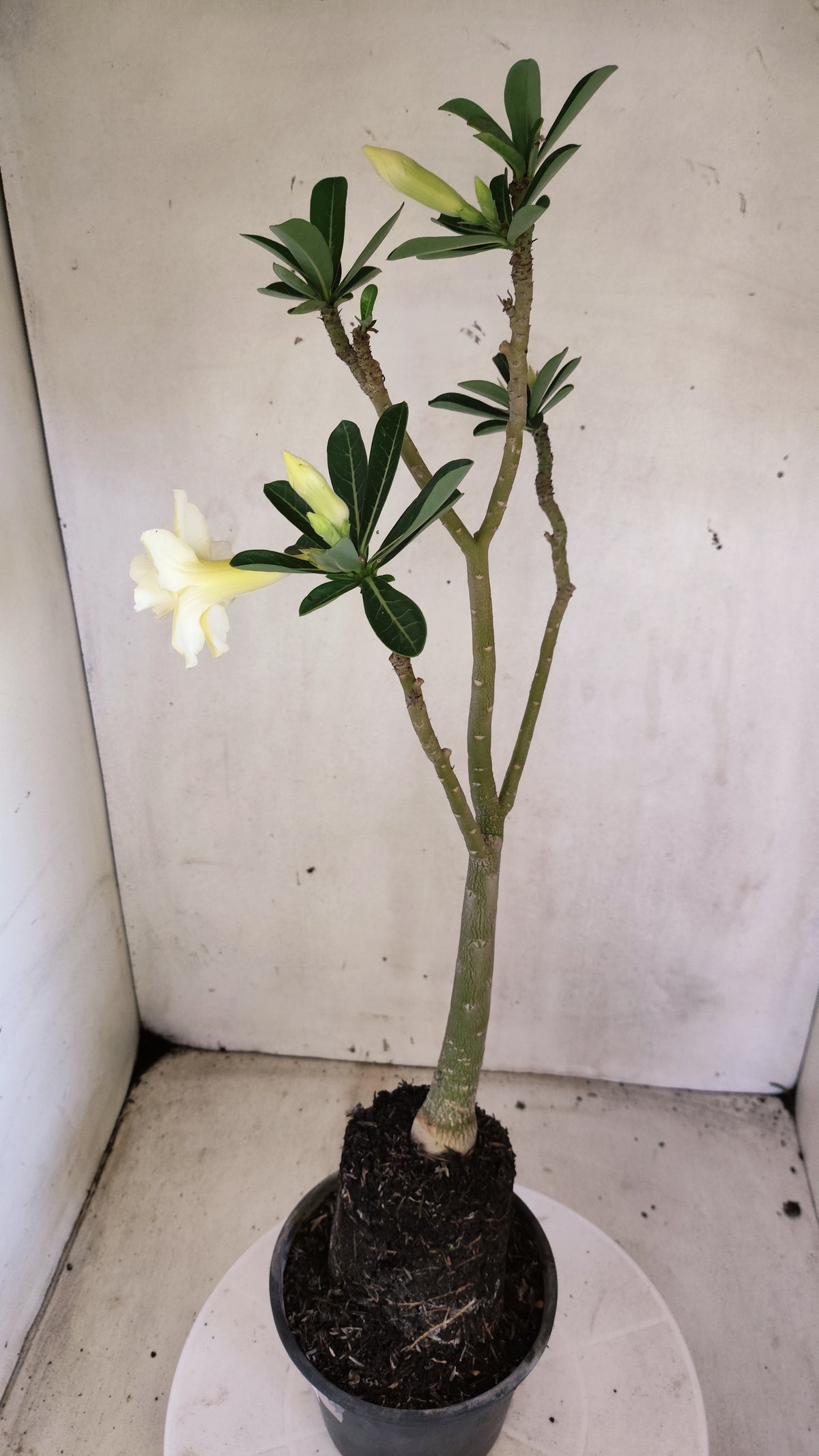 Planta Dobrada 4081 –  35cm – 03 anos - Vaso 15