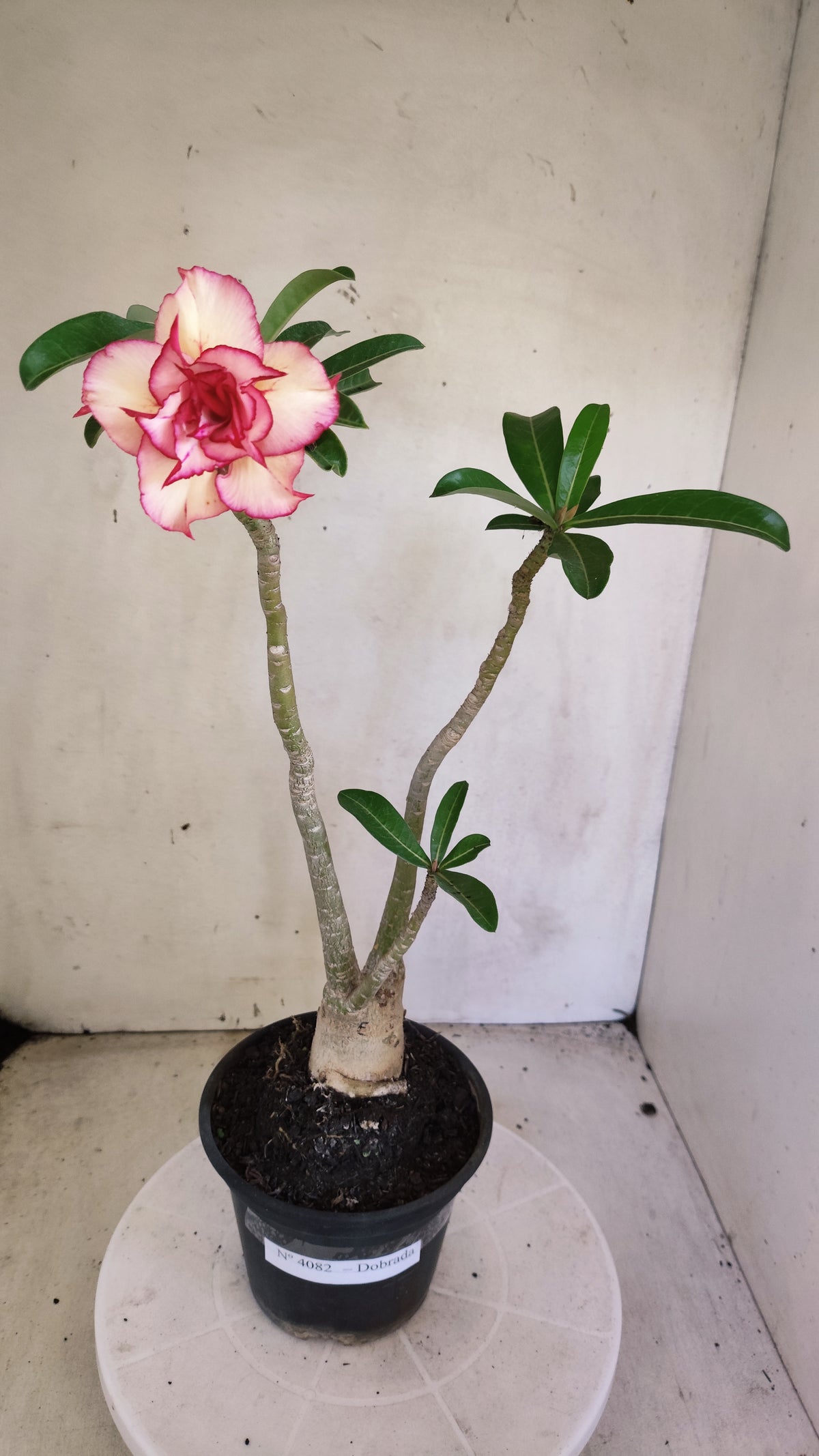 Planta Dobrada 4082 –  35cm – 03 anos - Vaso 15