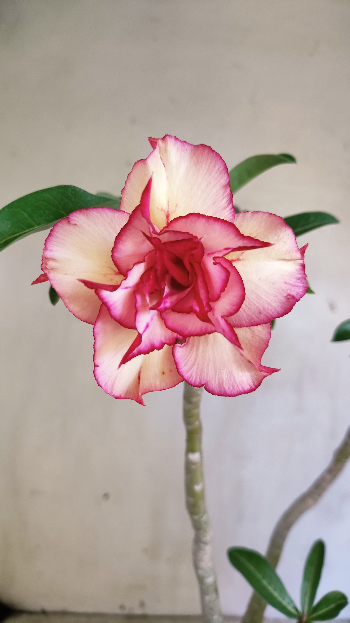 Planta Dobrada 4082 –  35cm – 03 anos - Vaso 15