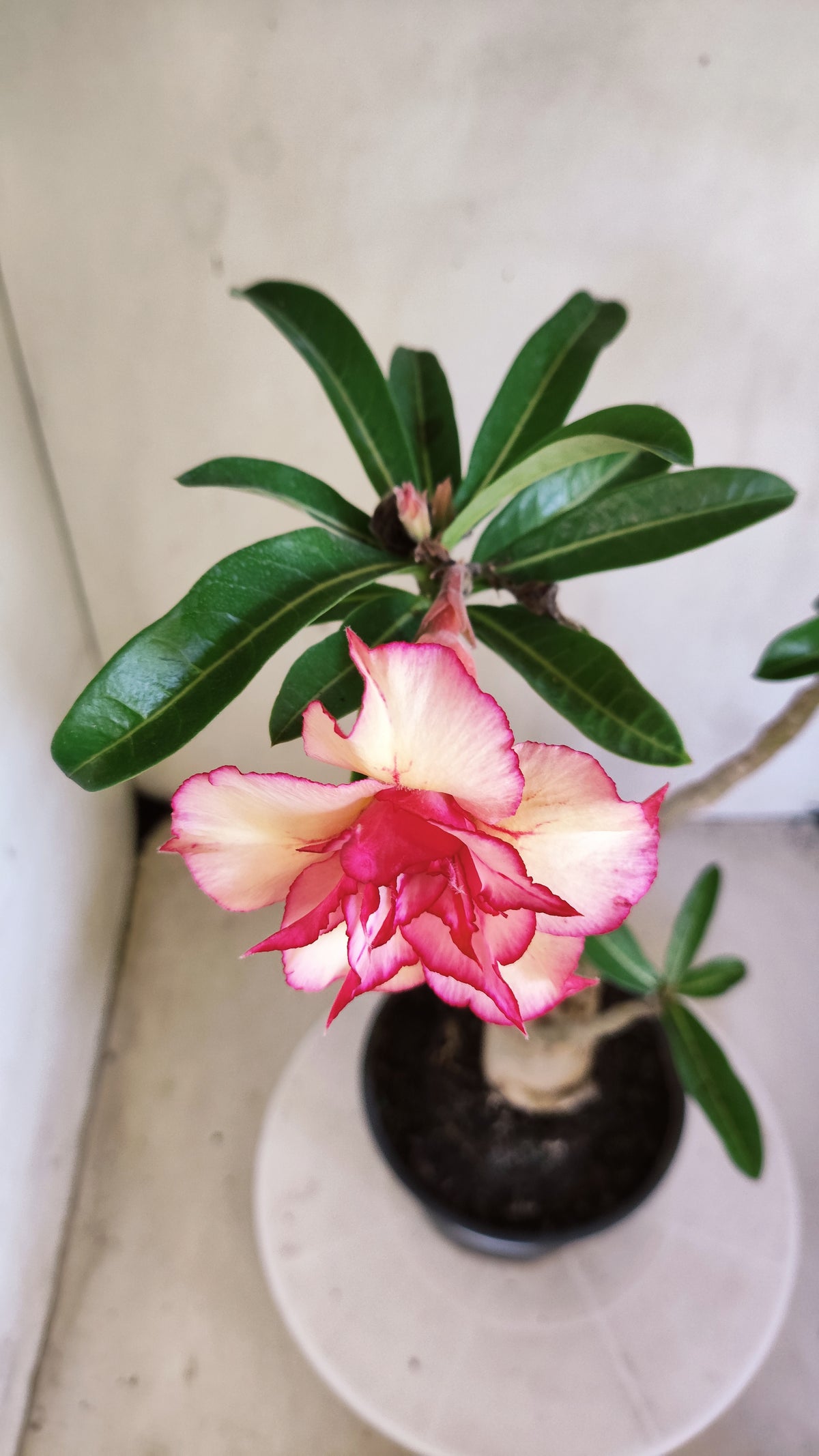 Planta Dobrada 4082 –  35cm – 03 anos - Vaso 15