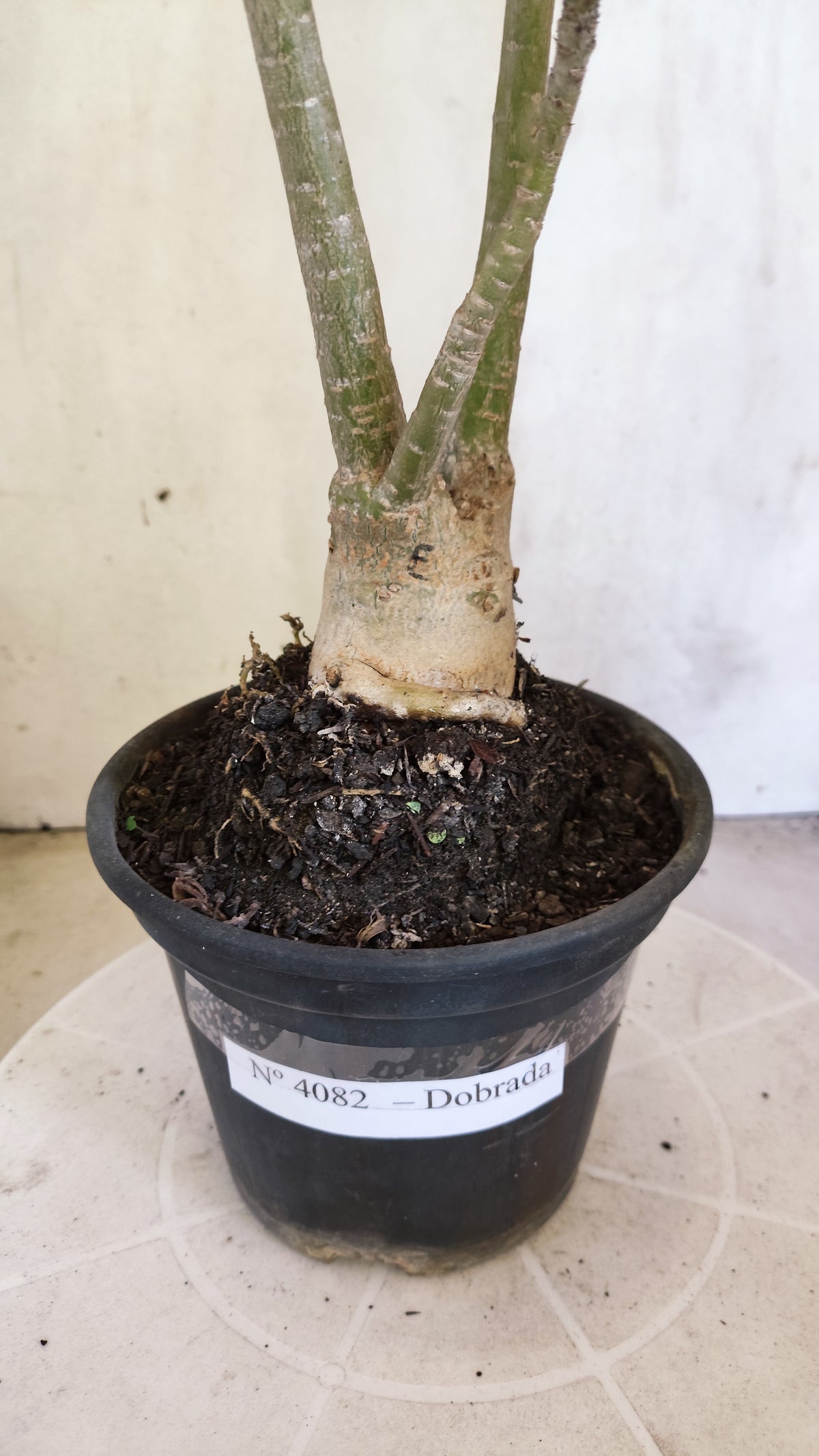 Planta Dobrada 4082 –  35cm – 03 anos - Vaso 15