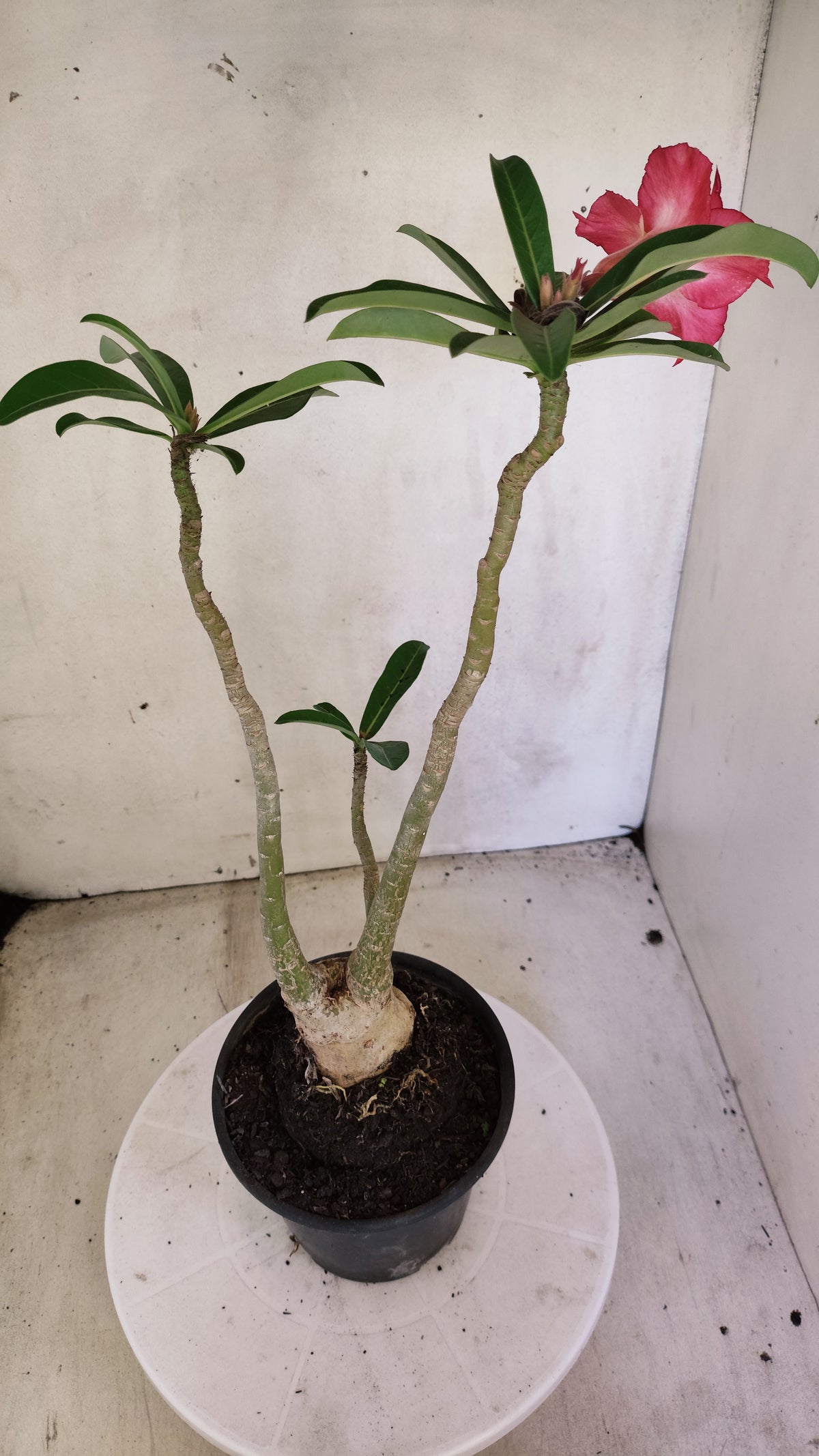 Planta Dobrada 4082 –  35cm – 03 anos - Vaso 15