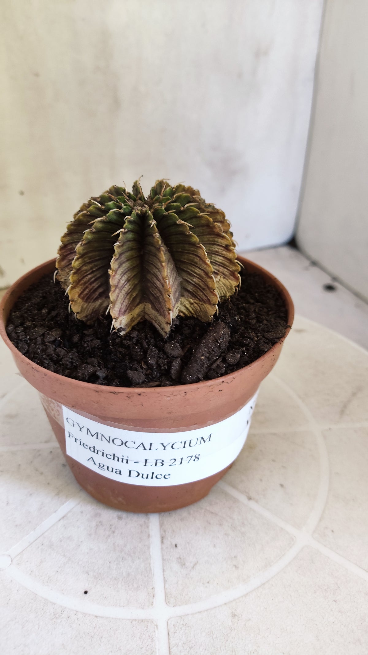GYMNOCALYCIUM Friedrichii LB 2178 "Agua Dulce" - Nº 1800 – vaso 11