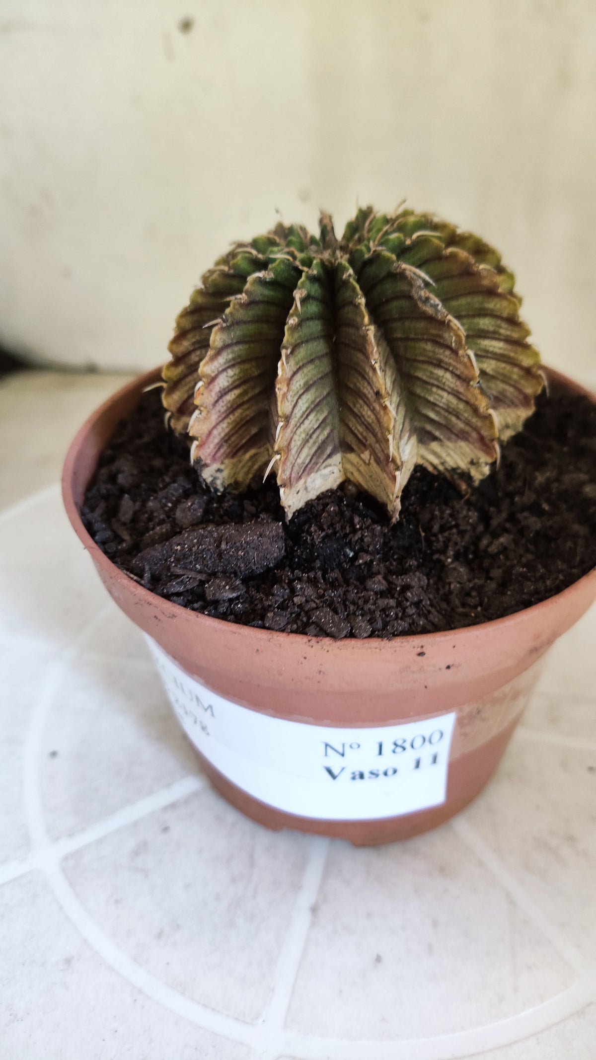 GYMNOCALYCIUM Friedrichii LB 2178 "Agua Dulce" - Nº 1800 – vaso 11