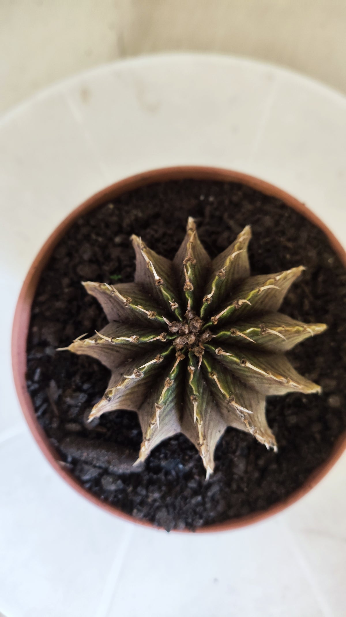 GYMNOCALYCIUM Friedrichii LB 2178 "Agua Dulce" - Nº 1800 – vaso 11