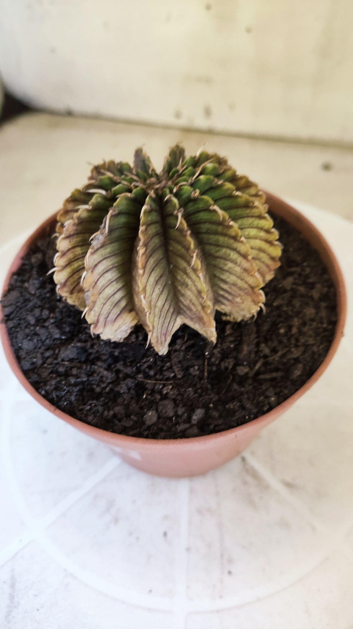 GYMNOCALYCIUM Friedrichii LB 2178 "Agua Dulce" - Nº 1800 – vaso 11