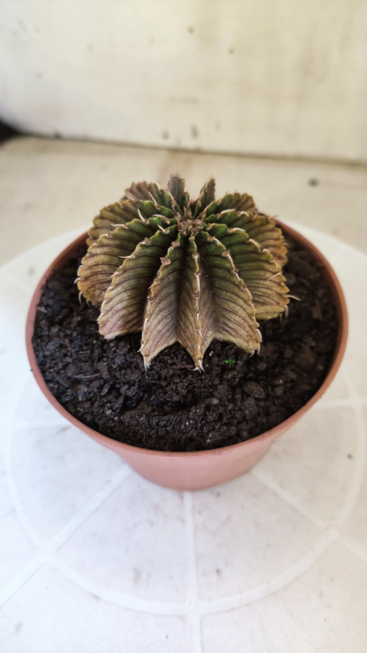 GYMNOCALYCIUM Friedrichii LB 2178 "Agua Dulce" - Nº 1800 – vaso 11