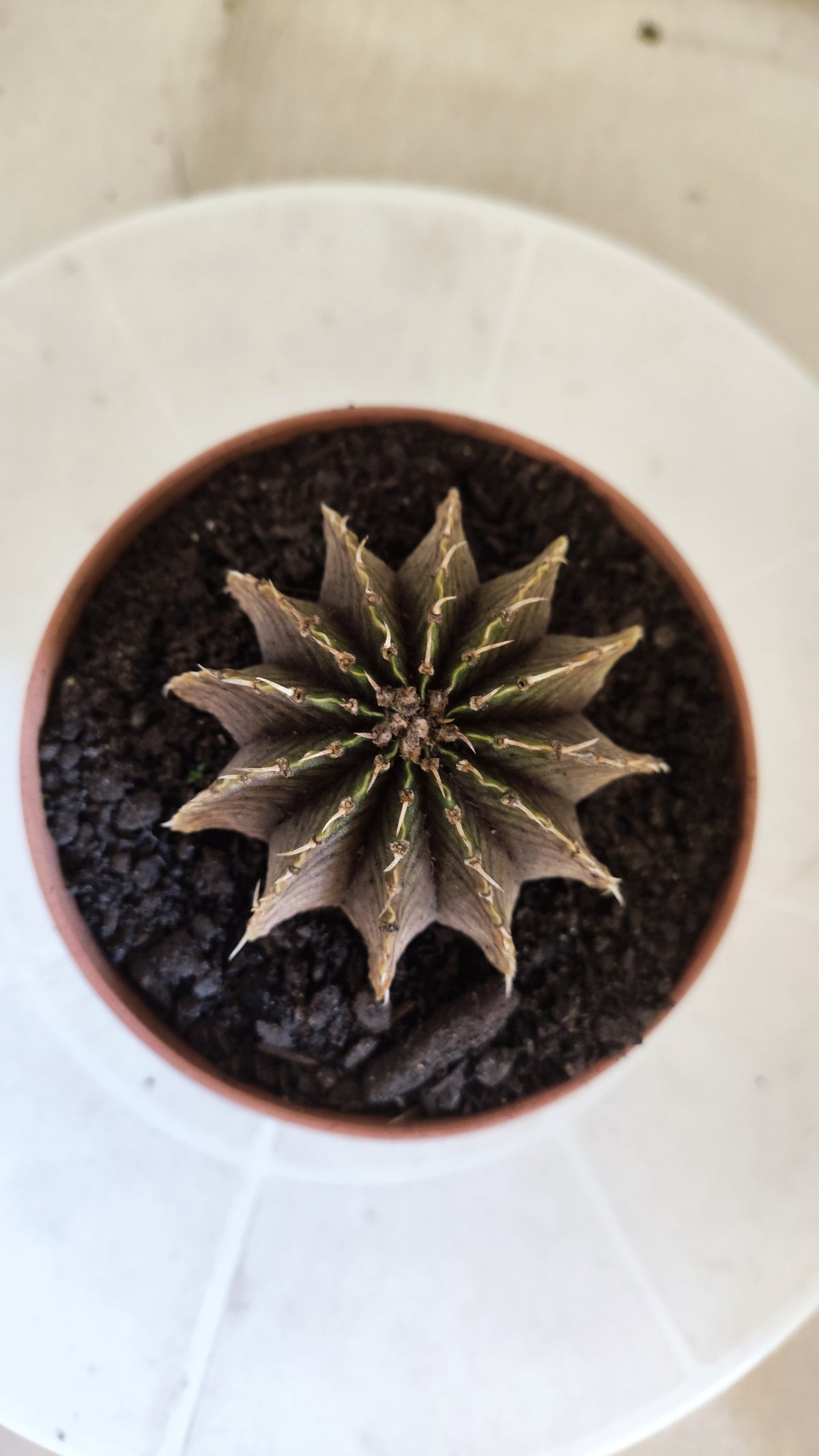 GYMNOCALYCIUM Friedrichii LB 2178 "Agua Dulce" - Nº 1800 – vaso 11