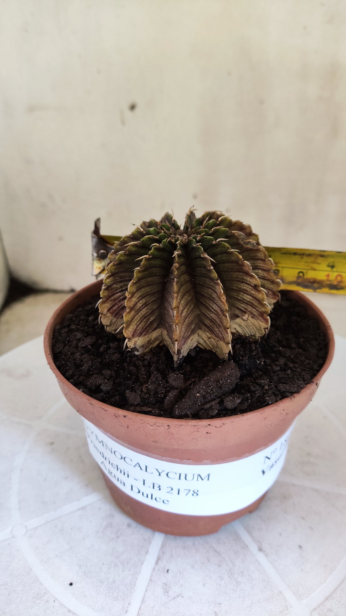 GYMNOCALYCIUM Friedrichii LB 2178 "Agua Dulce" - Nº 1800 – vaso 11