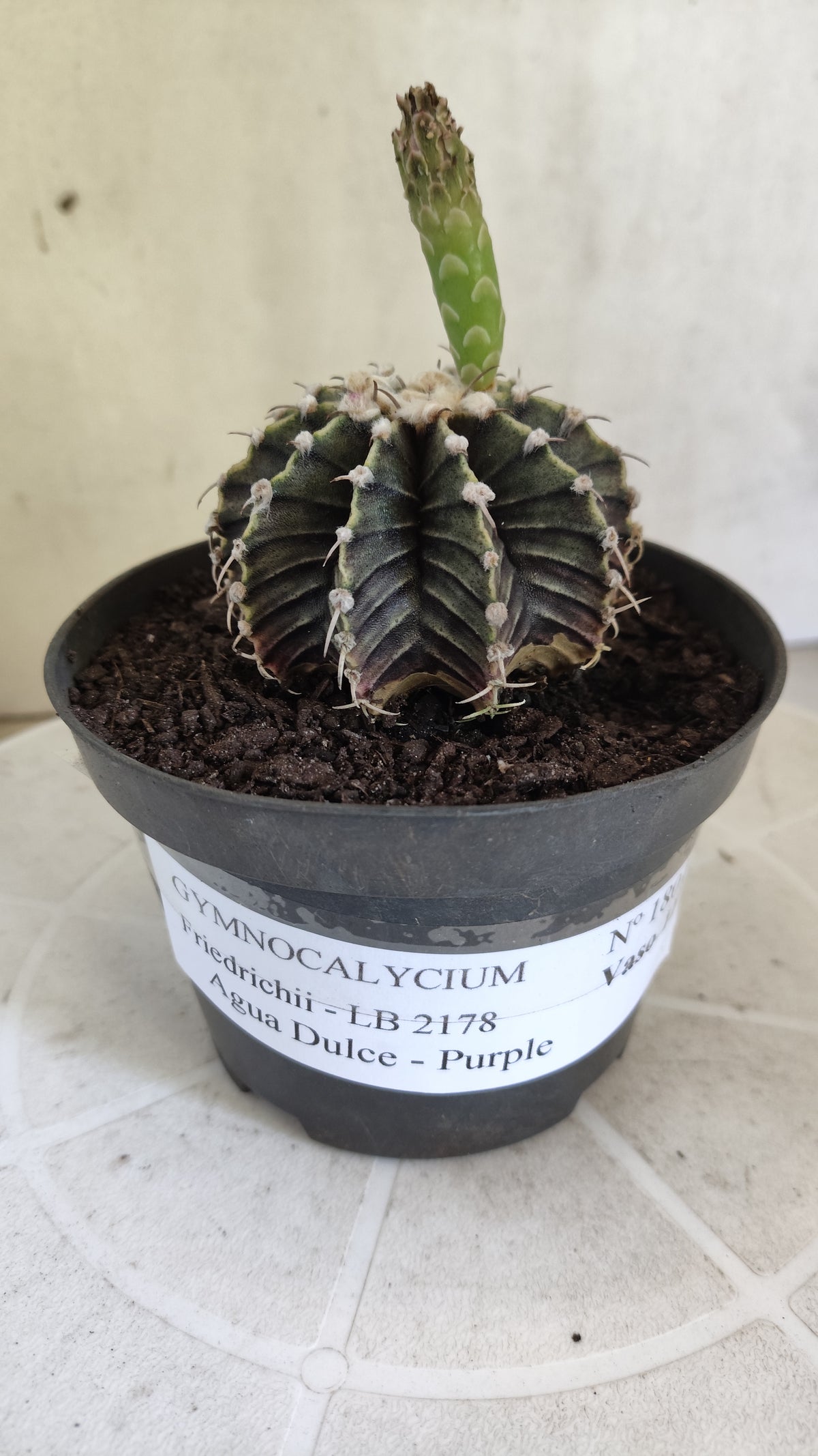 GYMNOCALYCIUM Friedrichii LB 2178 - Agua Dulce "Purple" - Nº 1801 – vaso 11