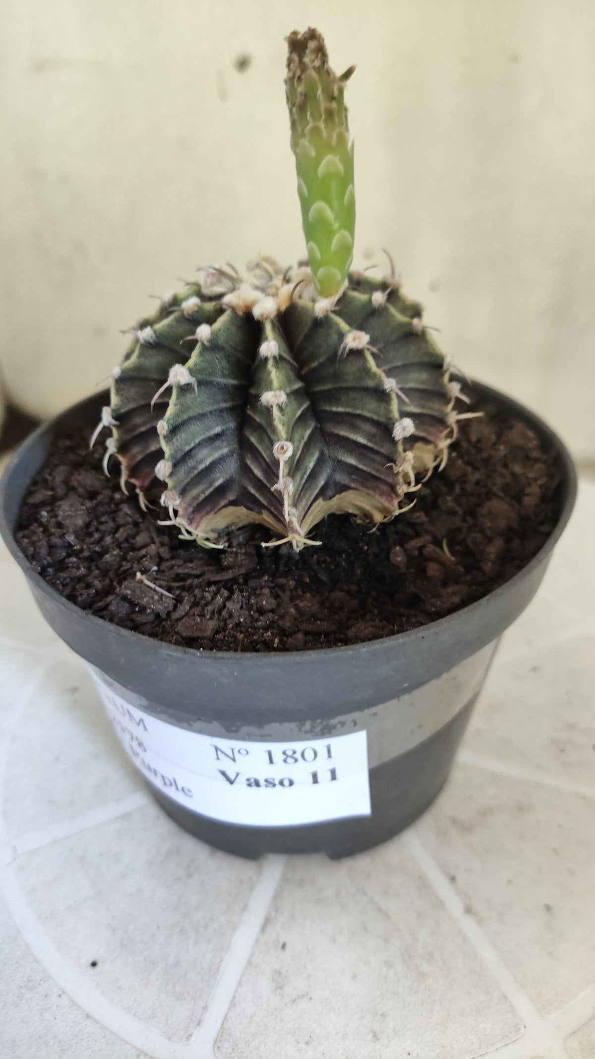 GYMNOCALYCIUM Friedrichii LB 2178 - Agua Dulce "Purple" - Nº 1801 – vaso 11