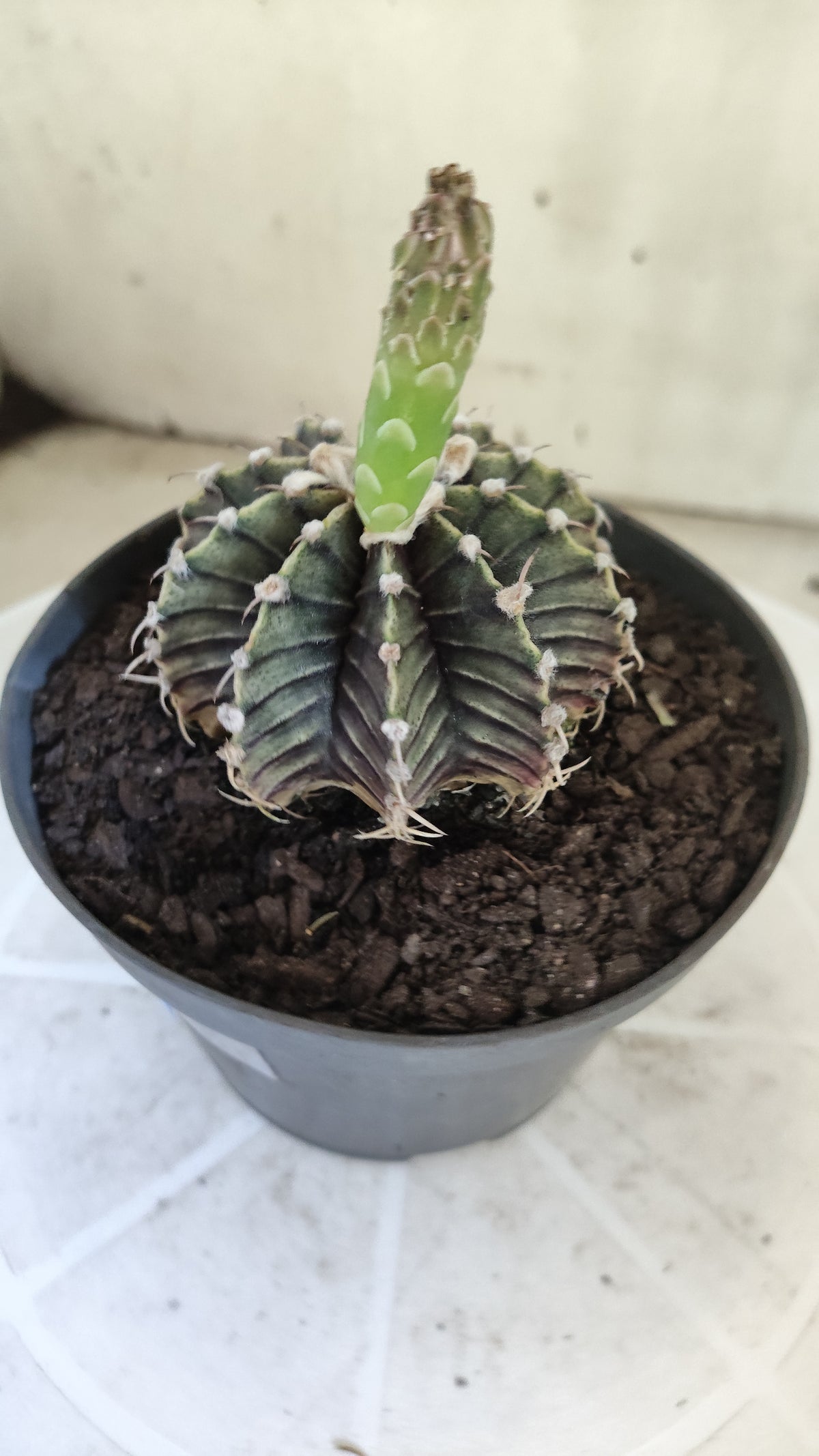 GYMNOCALYCIUM Friedrichii LB 2178 - Agua Dulce "Purple" - Nº 1801 – vaso 11