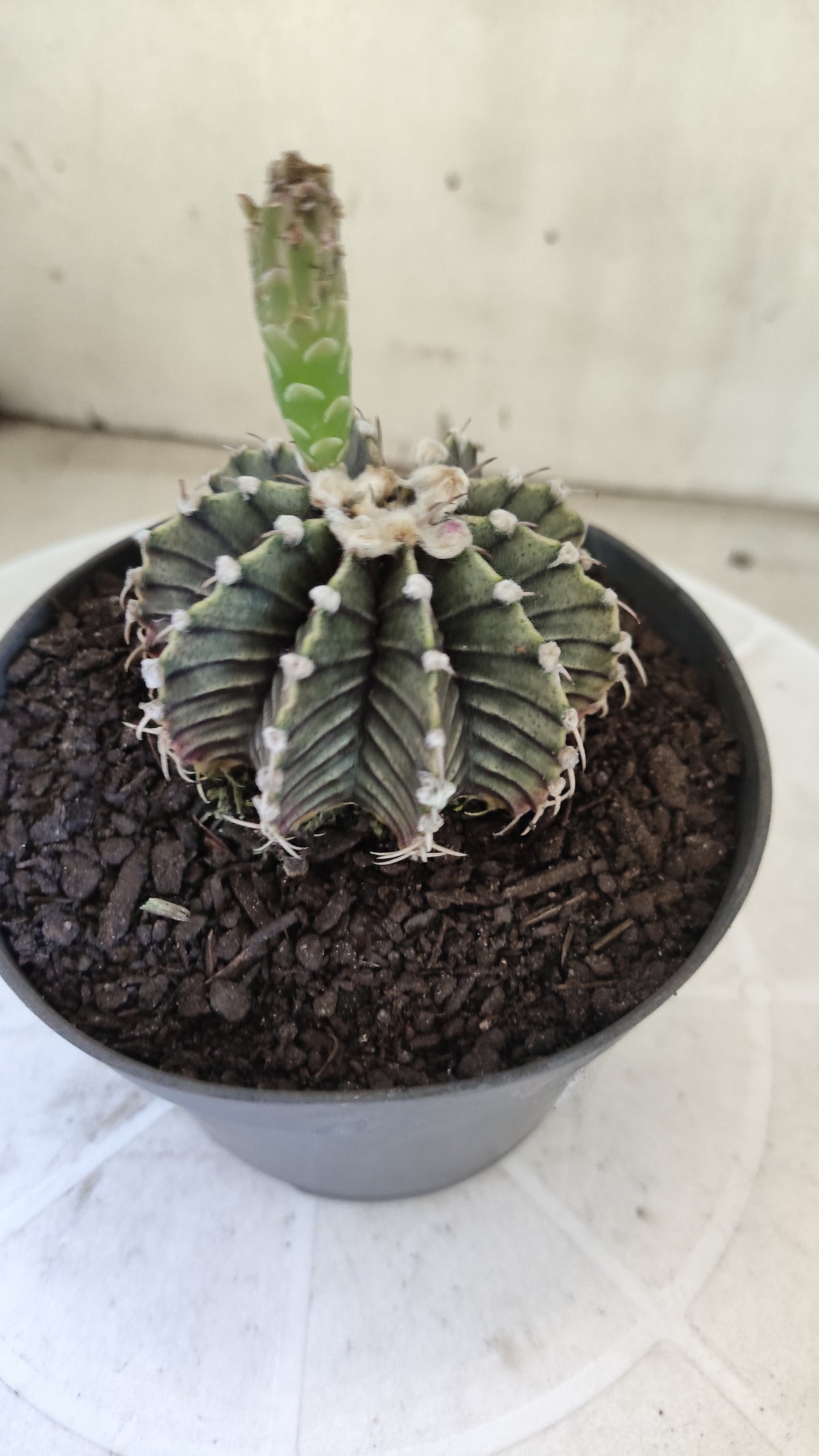 GYMNOCALYCIUM Friedrichii LB 2178 - Agua Dulce "Purple" - Nº 1801 – vaso 11