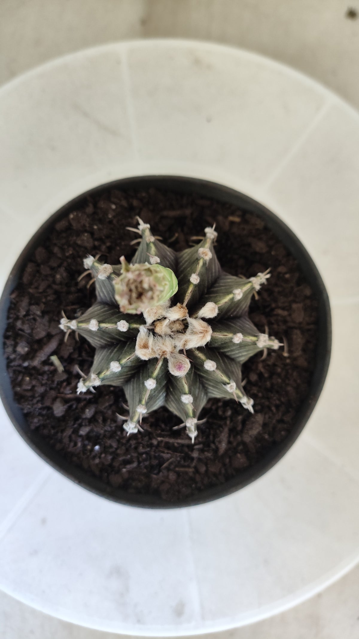 GYMNOCALYCIUM Friedrichii LB 2178 - Agua Dulce "Purple" - Nº 1801 – vaso 11