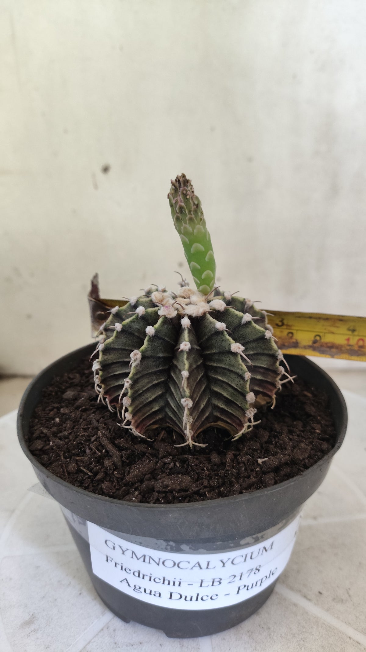 GYMNOCALYCIUM Friedrichii LB 2178 - Agua Dulce "Purple" - Nº 1801 – vaso 11