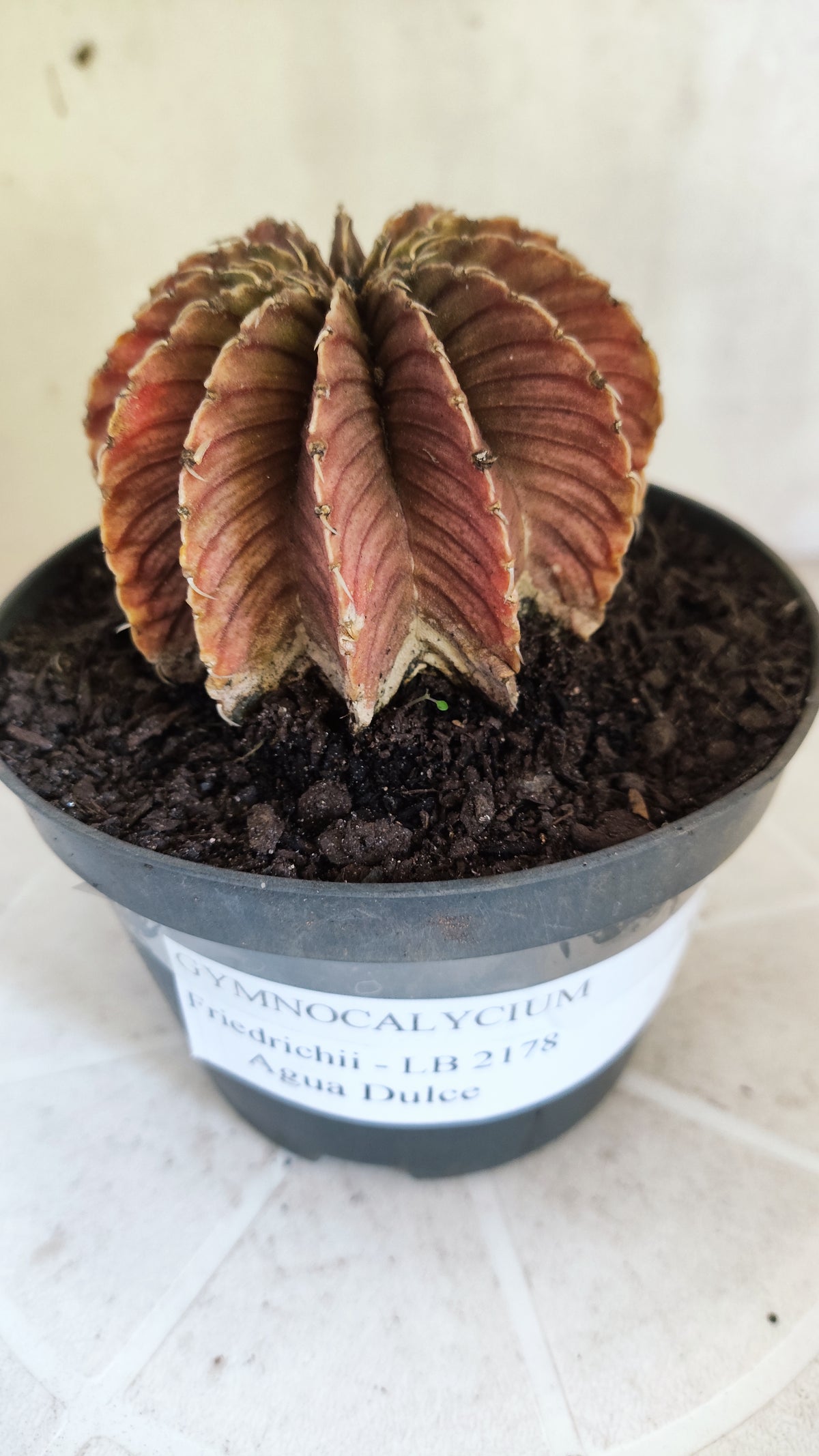 GYMNOCALYCIUM Friedrichii LB 2178 - Agua Dulce  - Nº 1802 – vaso 11