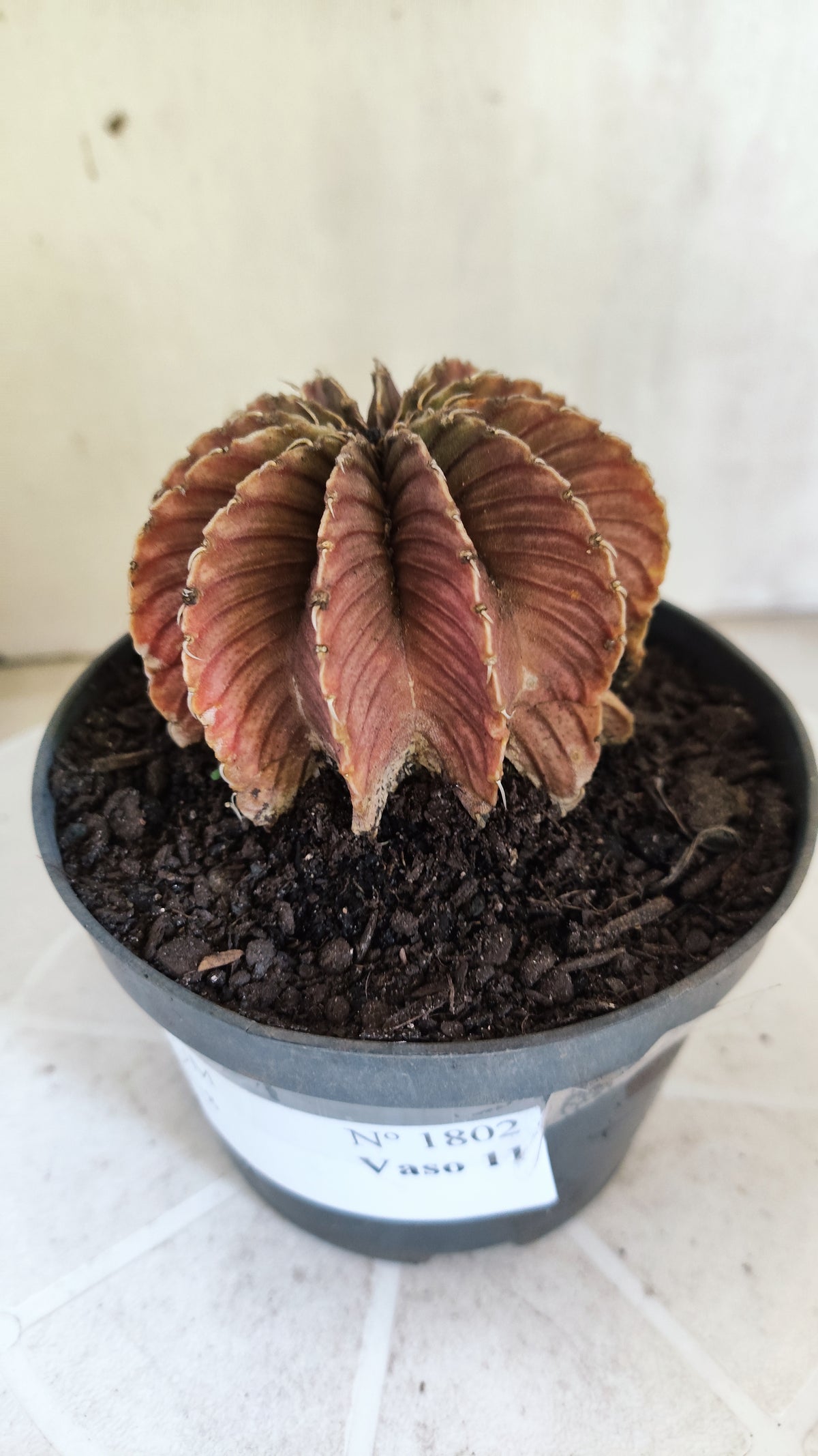 GYMNOCALYCIUM Friedrichii LB 2178 - Agua Dulce  - Nº 1802 – vaso 11