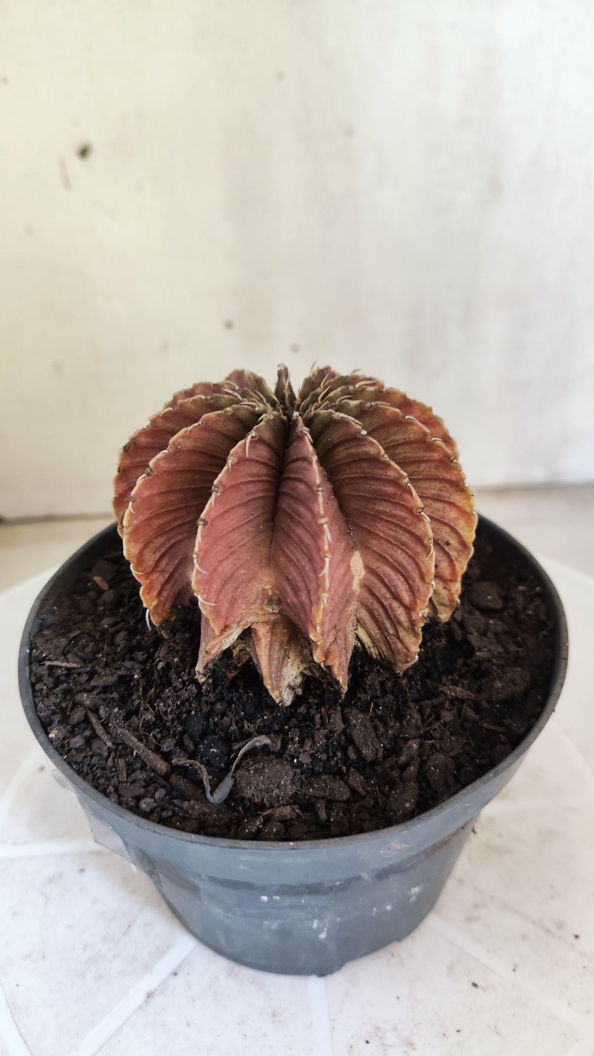 GYMNOCALYCIUM Friedrichii LB 2178 - Agua Dulce  - Nº 1802 – vaso 11