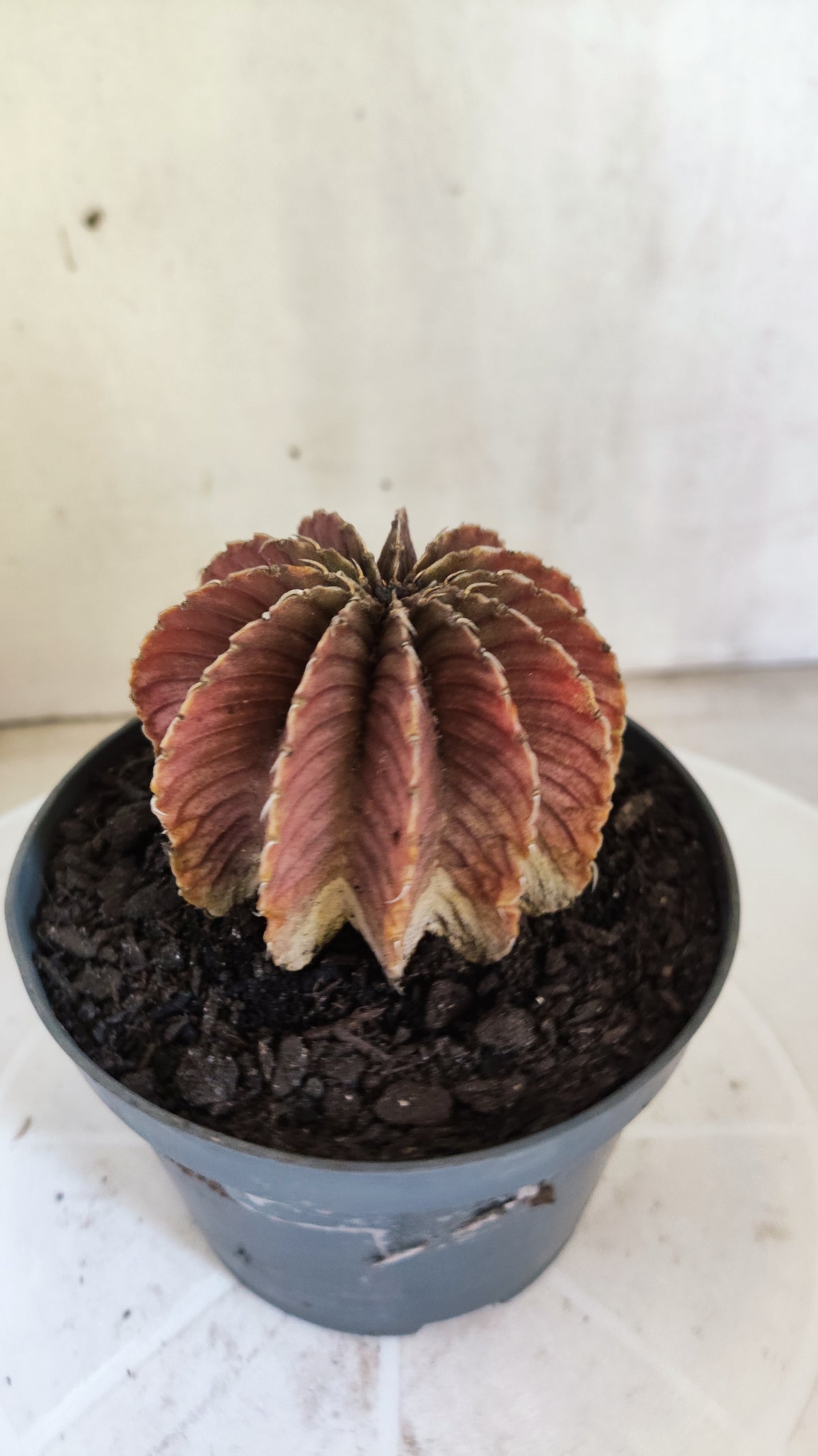 GYMNOCALYCIUM Friedrichii LB 2178 - Agua Dulce  - Nº 1802 – vaso 11