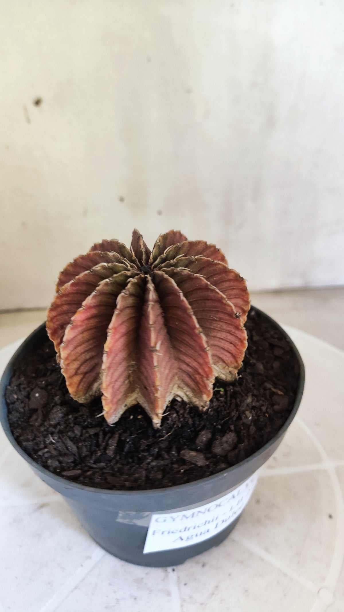 GYMNOCALYCIUM Friedrichii LB 2178 - Agua Dulce  - Nº 1802 – vaso 11
