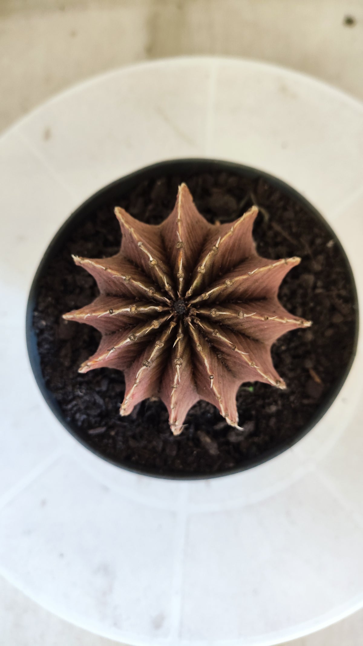 GYMNOCALYCIUM Friedrichii LB 2178 - Agua Dulce  - Nº 1802 – vaso 11