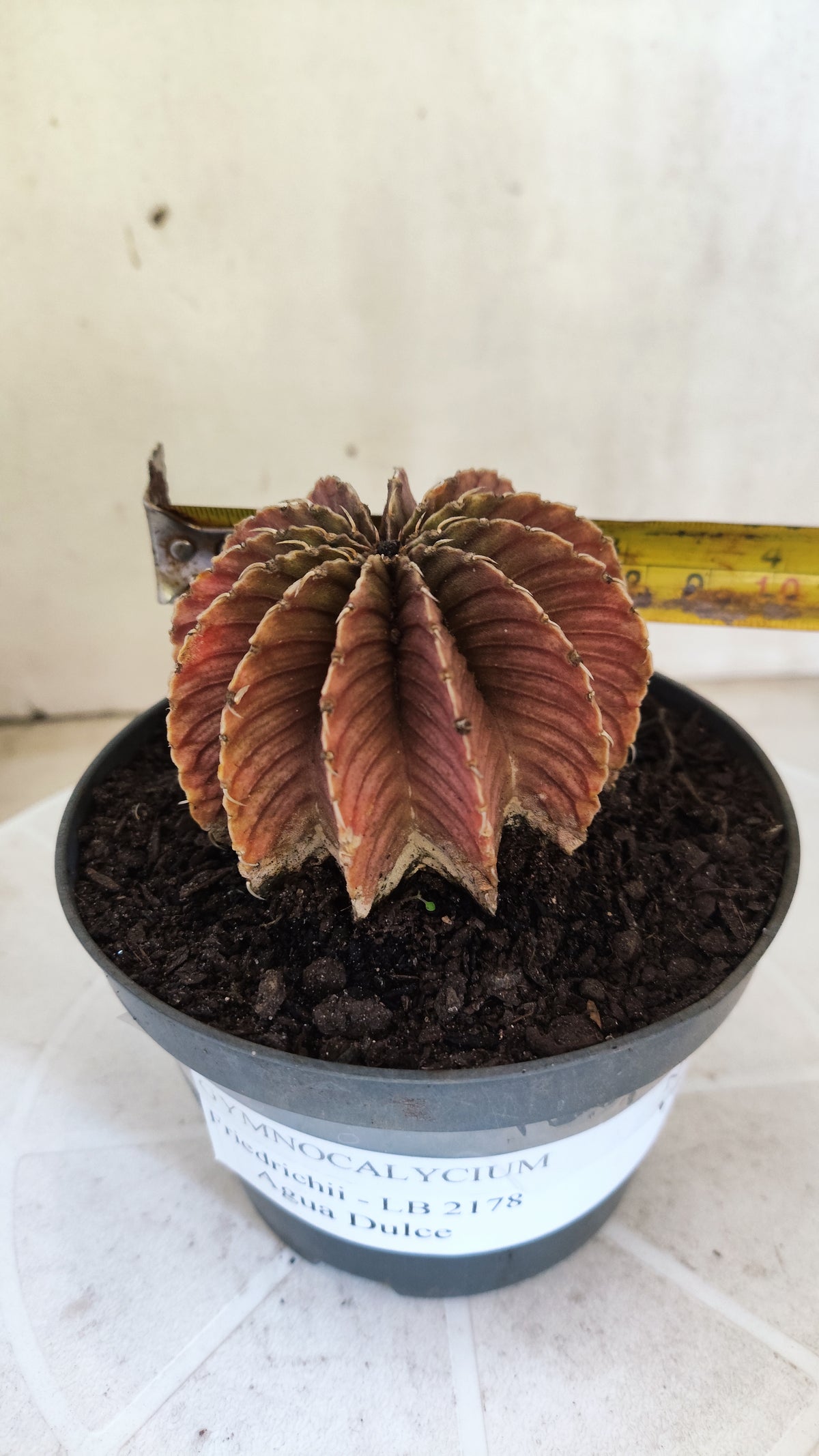 GYMNOCALYCIUM Friedrichii LB 2178 - Agua Dulce  - Nº 1802 – vaso 11