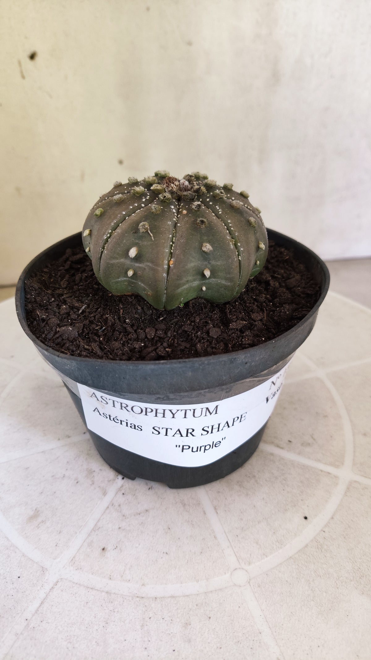 ASTROPHYTUM ASTERIAS "STAR SHAPE - Purple  Nº 1803 – vaso 11