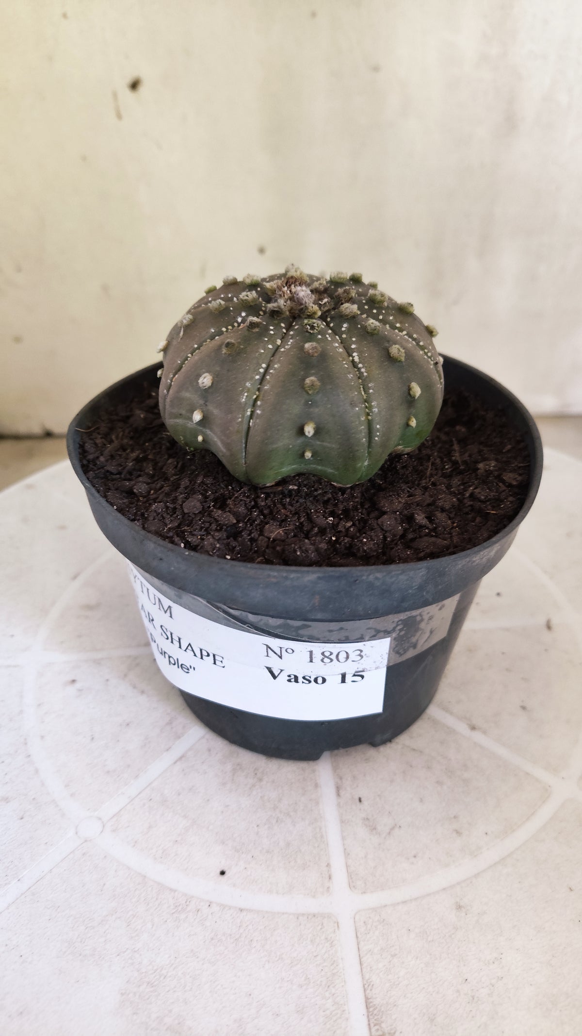ASTROPHYTUM ASTERIAS "STAR SHAPE - Purple  Nº 1803 – vaso 11