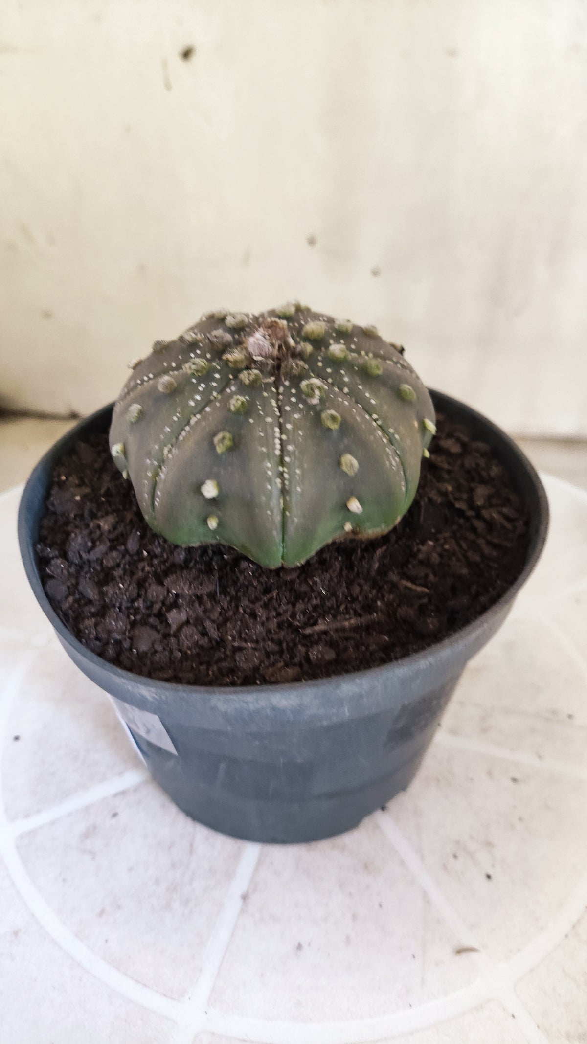 ASTROPHYTUM ASTERIAS "STAR SHAPE - Purple  Nº 1803 – vaso 11