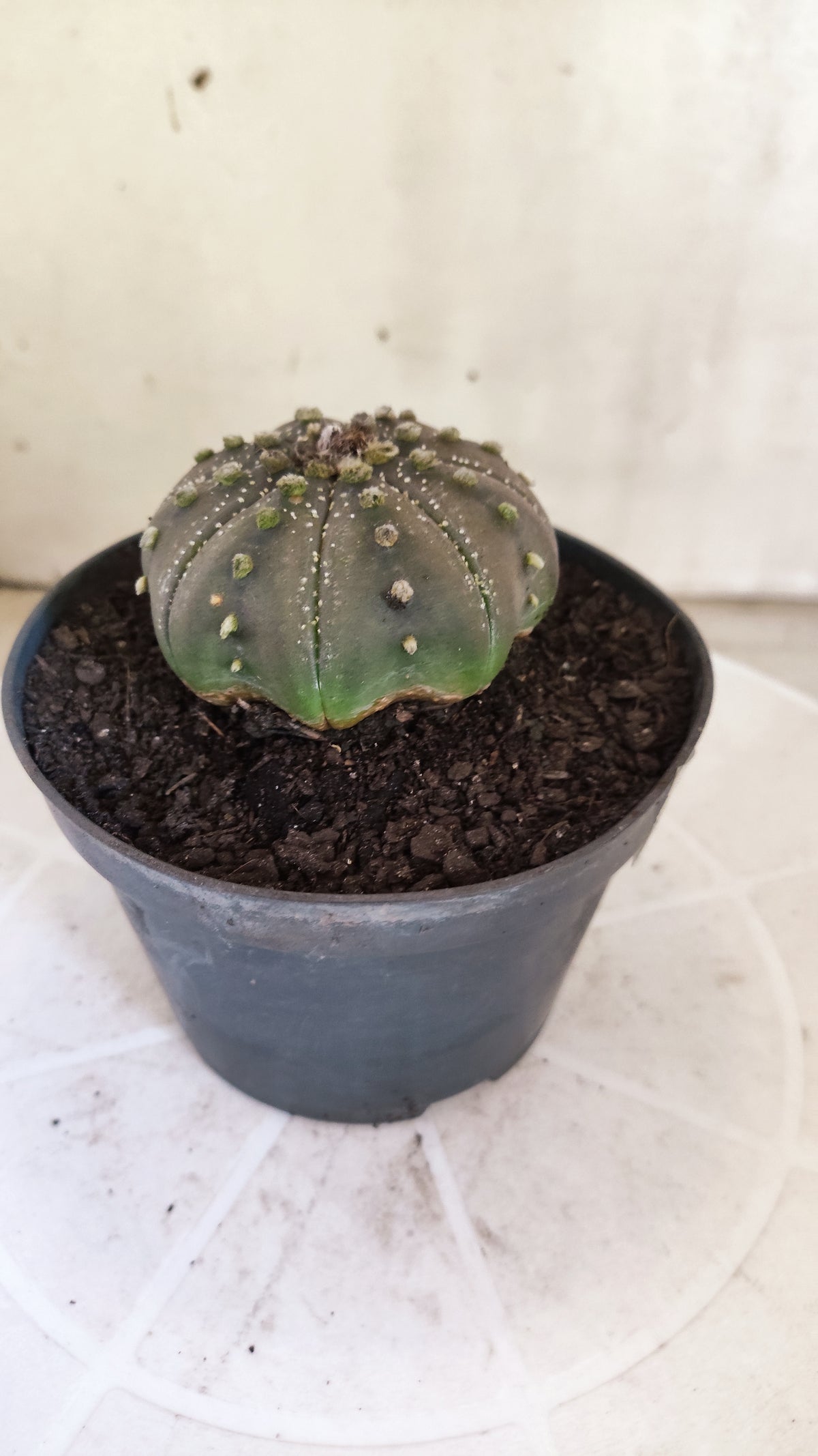 ASTROPHYTUM ASTERIAS "STAR SHAPE - Purple  Nº 1803 – vaso 11