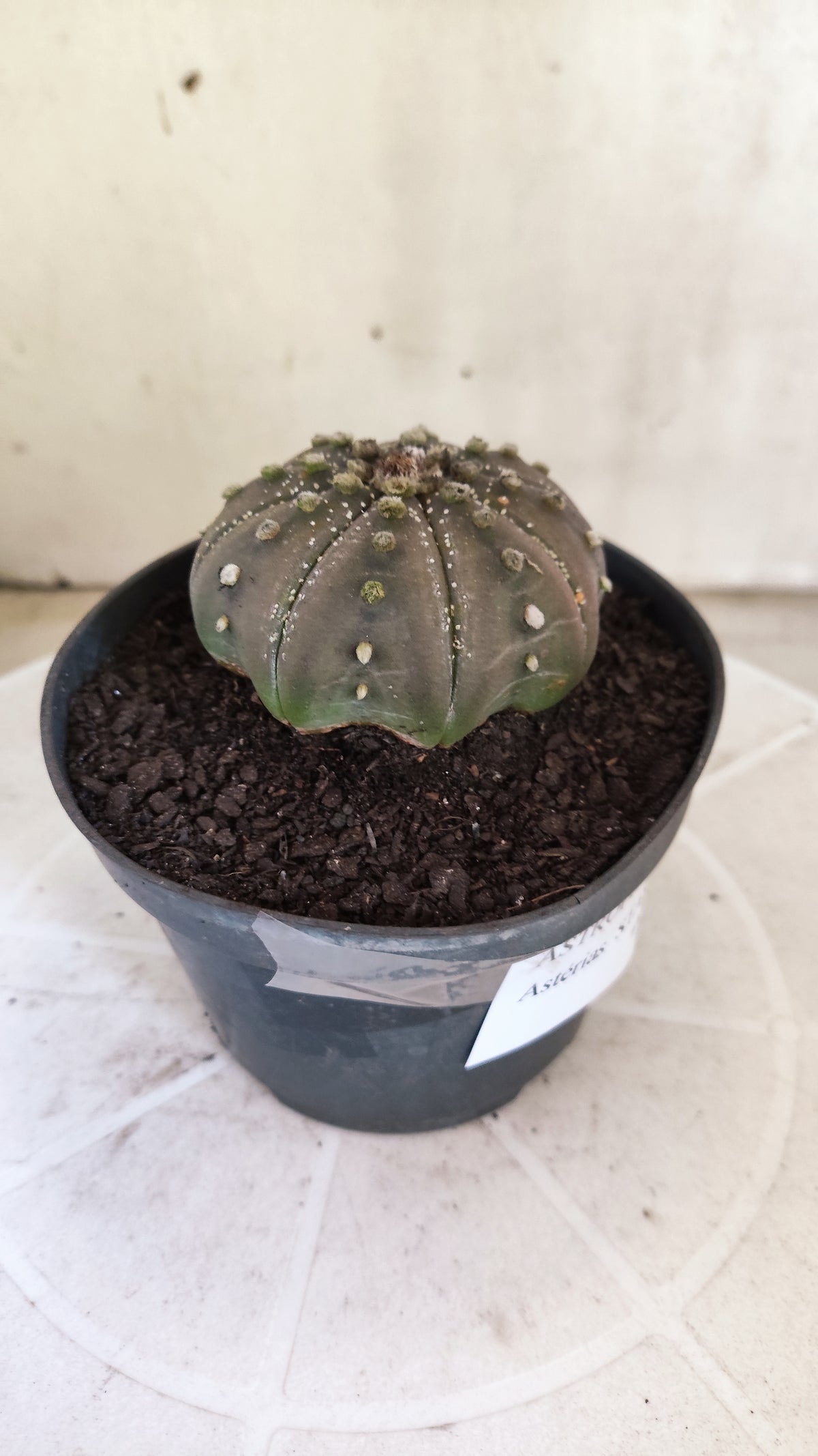 ASTROPHYTUM ASTERIAS "STAR SHAPE - Purple  Nº 1803 – vaso 11