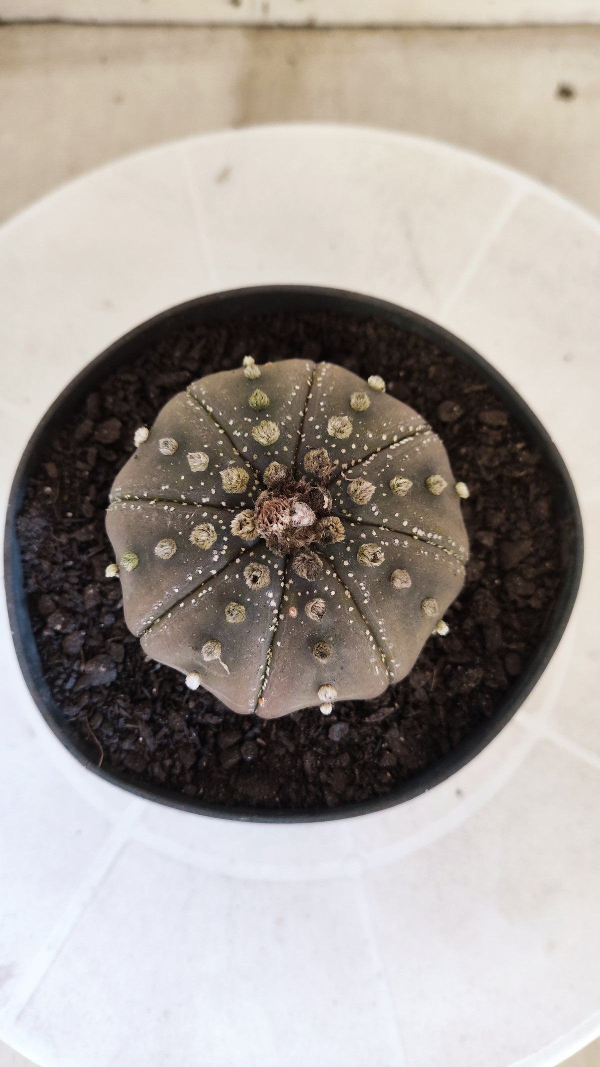 ASTROPHYTUM ASTERIAS "STAR SHAPE - Purple  Nº 1803 – vaso 11