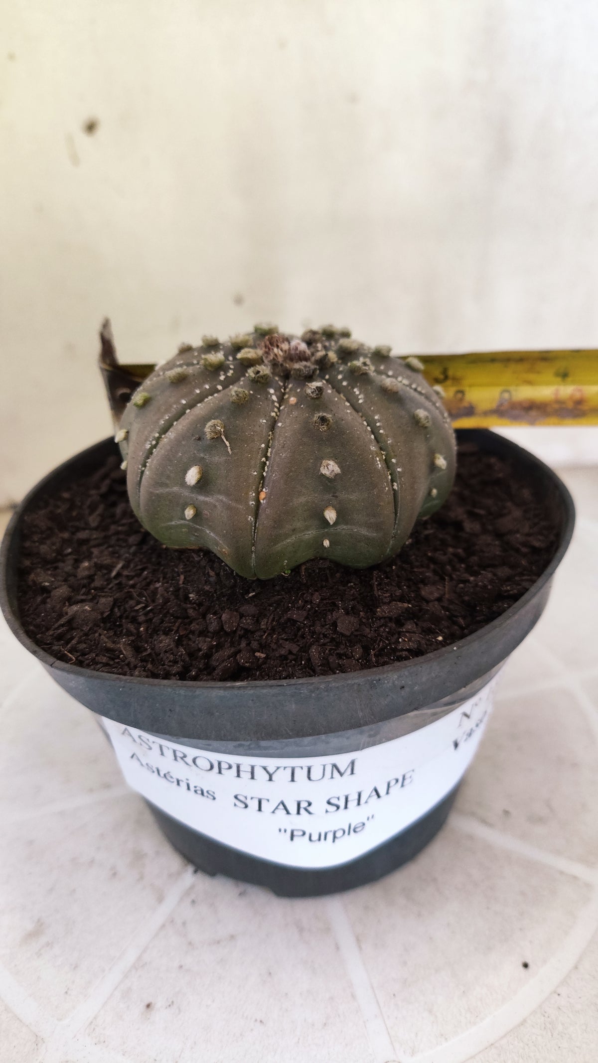 ASTROPHYTUM ASTERIAS "STAR SHAPE - Purple  Nº 1803 – vaso 11