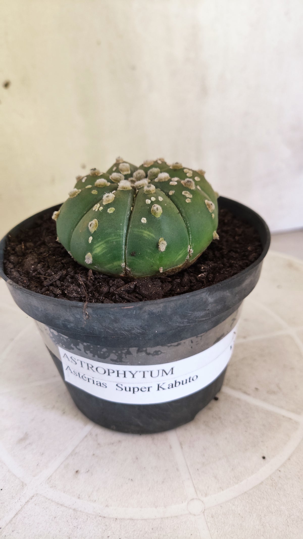 ASTROPHYTUM ASTERIAS SUPER KABUTO  Nº 1804 - vaso 11