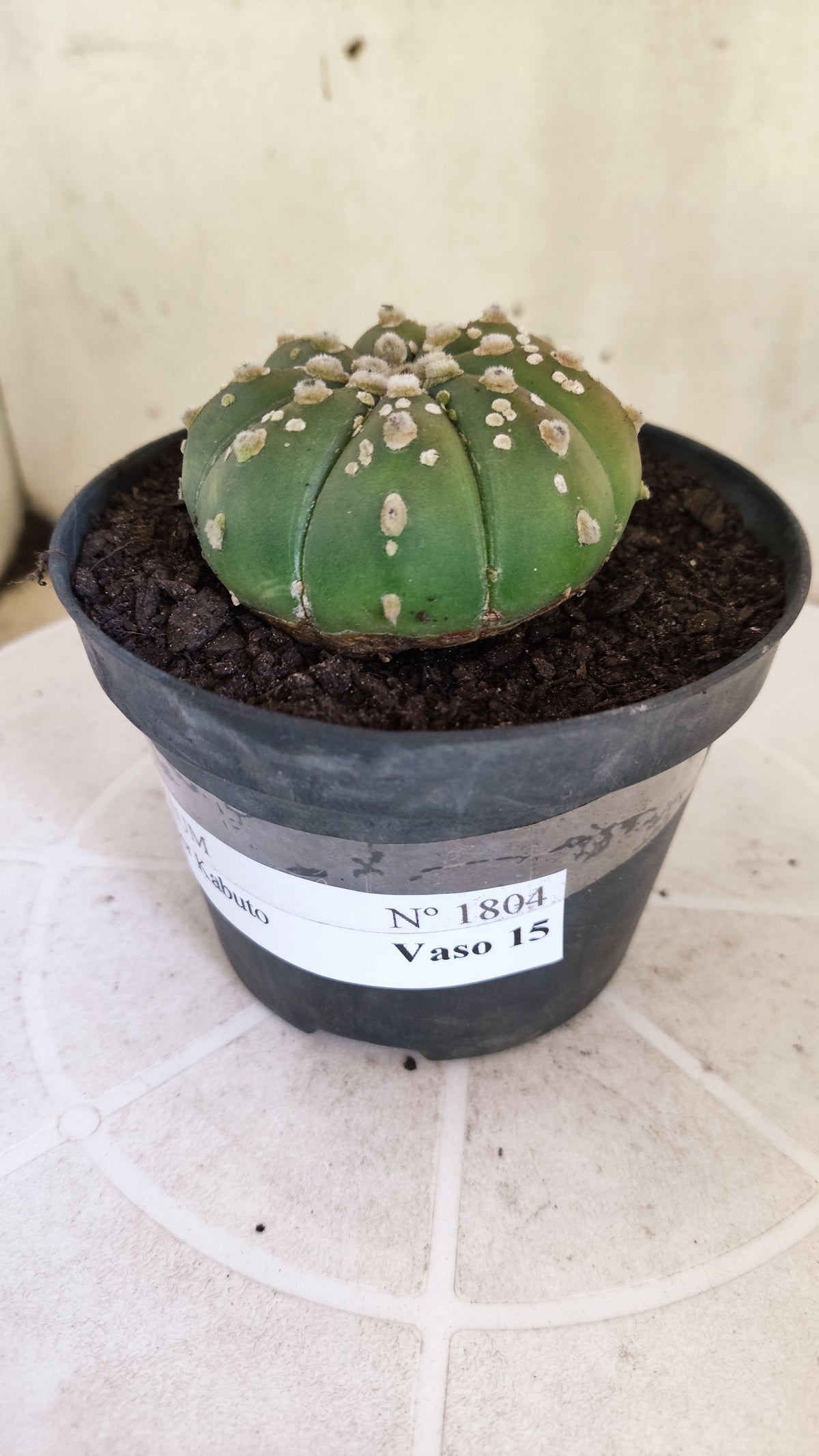 ASTROPHYTUM ASTERIAS SUPER KABUTO  Nº 1804 - vaso 11