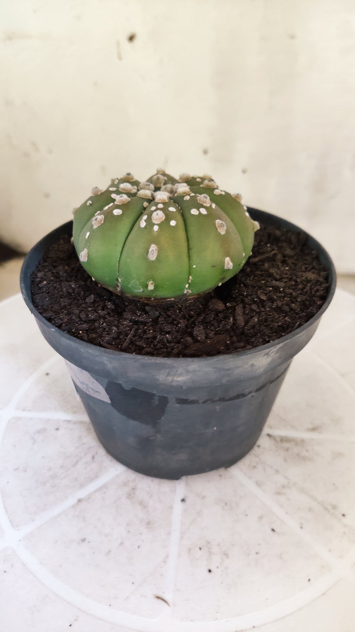 ASTROPHYTUM ASTERIAS SUPER KABUTO  Nº 1804 - vaso 11