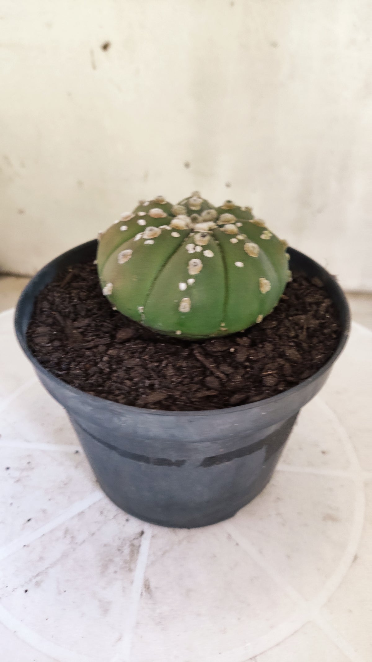 ASTROPHYTUM ASTERIAS SUPER KABUTO  Nº 1804 - vaso 11