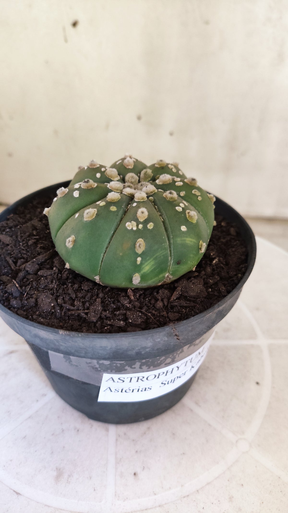 ASTROPHYTUM ASTERIAS SUPER KABUTO  Nº 1804 - vaso 11