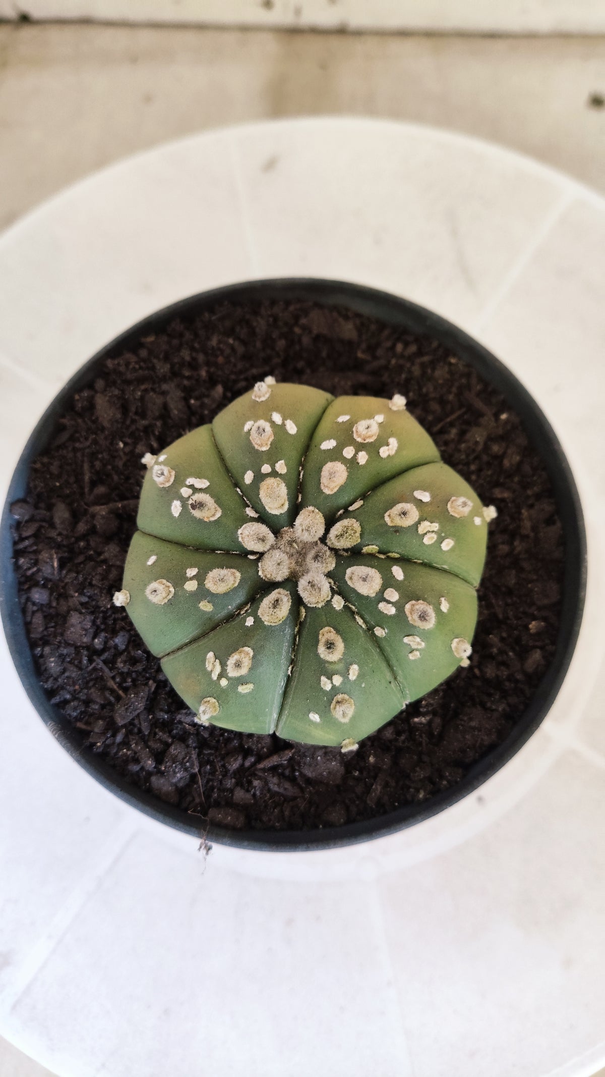 ASTROPHYTUM ASTERIAS SUPER KABUTO  Nº 1804 - vaso 11