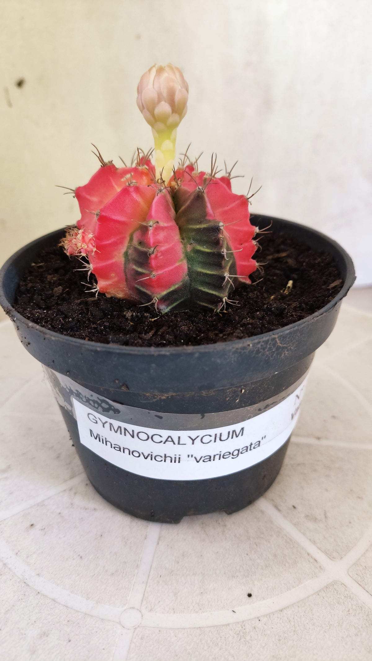 GYMNOCALYCIUM Mihanovichii Variegata Nº 1805 – vaso 11