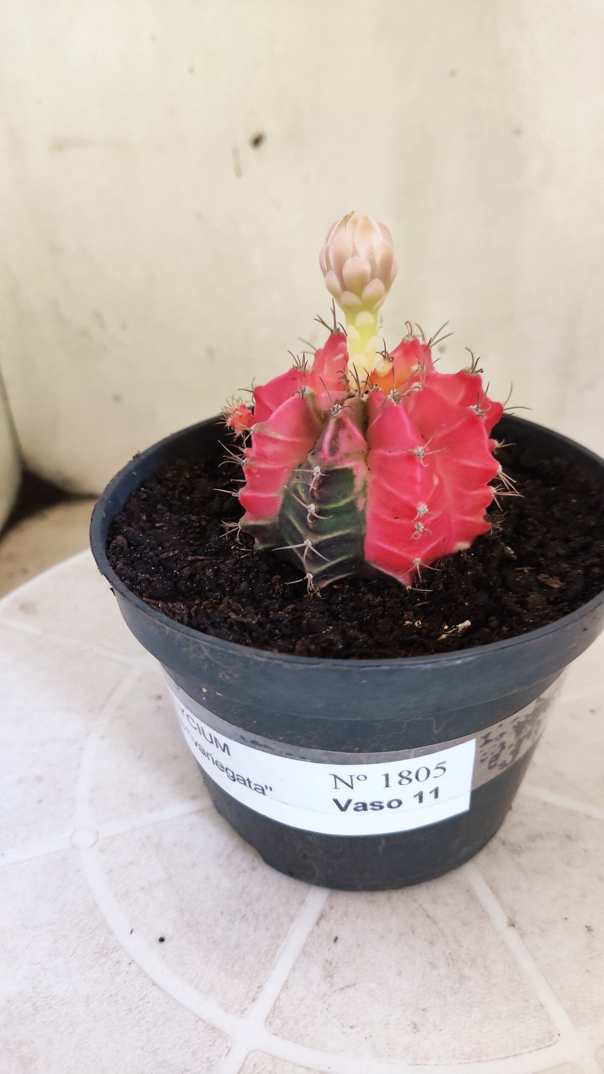 GYMNOCALYCIUM Mihanovichii Variegata Nº 1805 – vaso 11