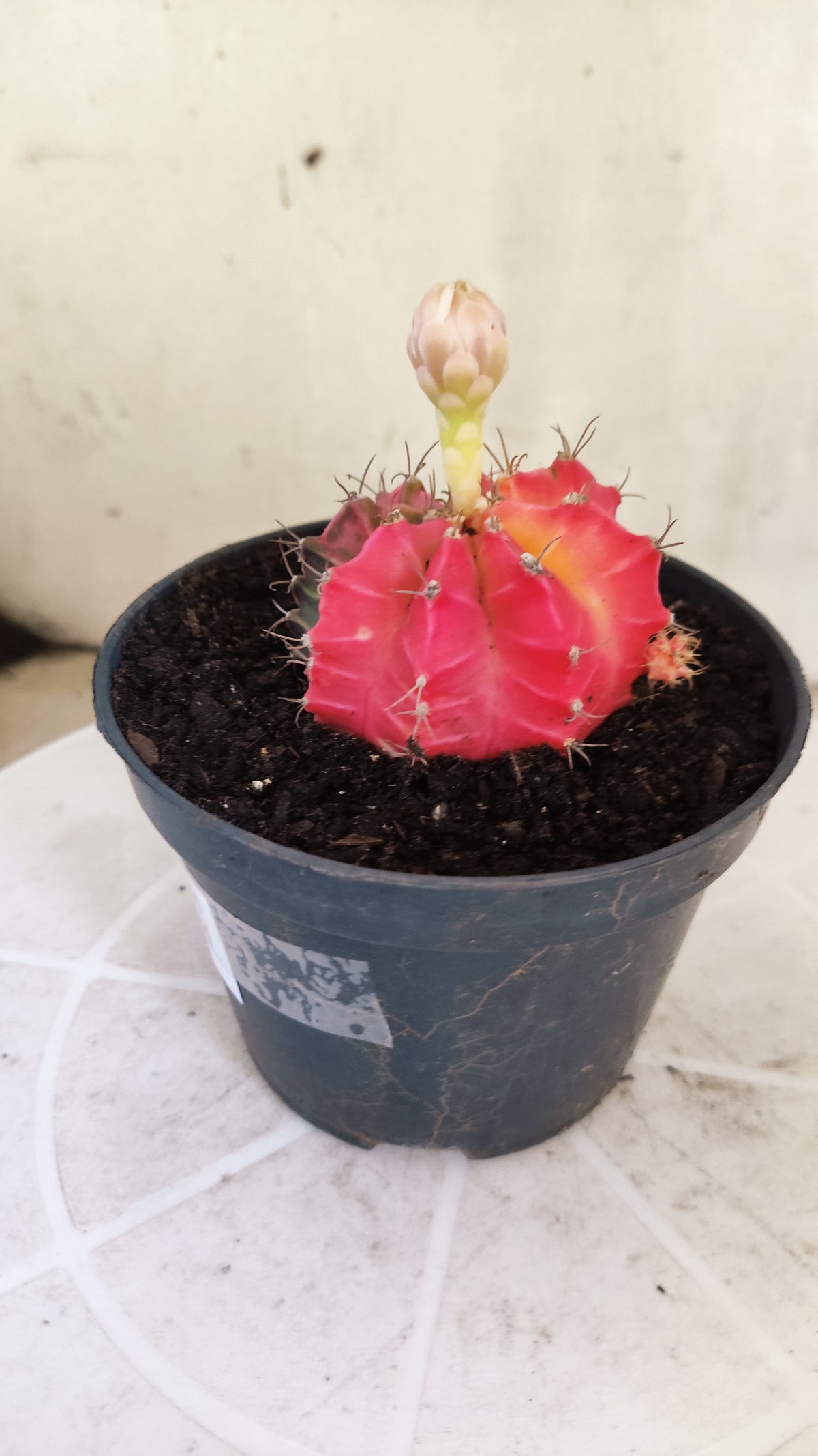 GYMNOCALYCIUM Mihanovichii Variegata Nº 1805 – vaso 11