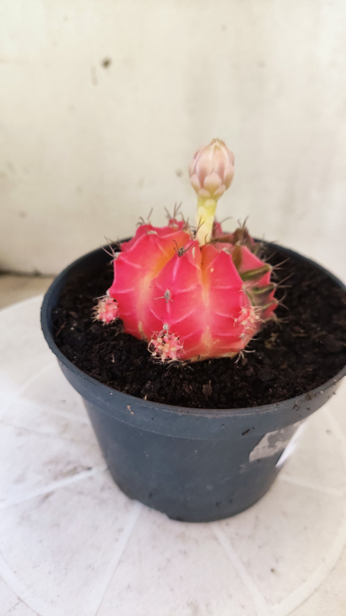 GYMNOCALYCIUM Mihanovichii Variegata Nº 1805 – vaso 11