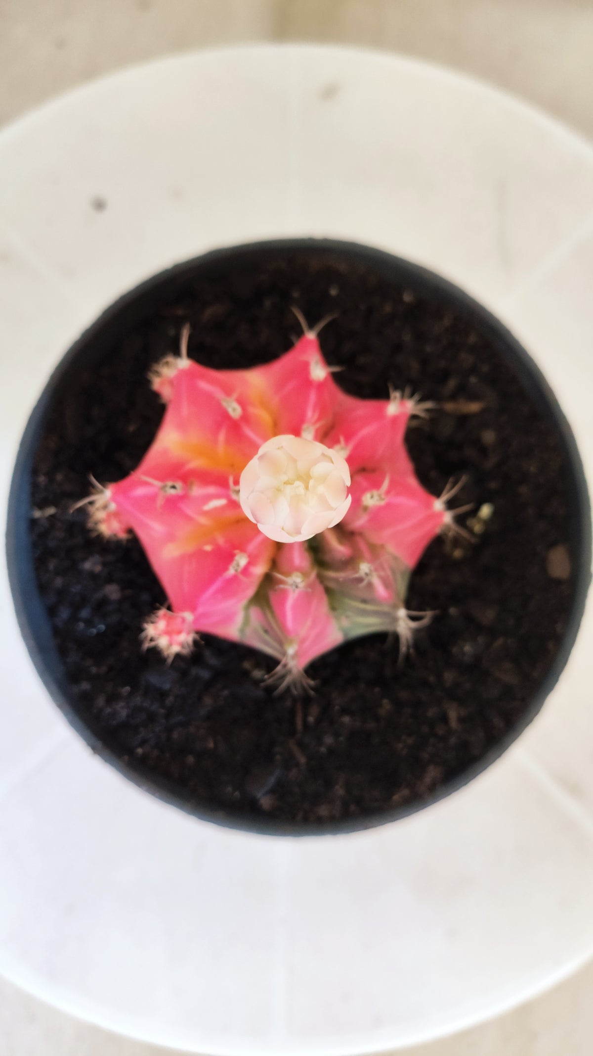 GYMNOCALYCIUM Mihanovichii Variegata Nº 1805 – vaso 11